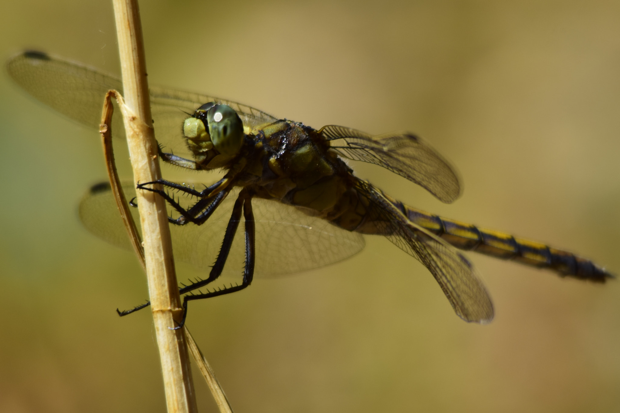 Nikon D5300 + Sigma 150-500mm F5-6.3 DG OS HSM sample photo. Helicopter photography