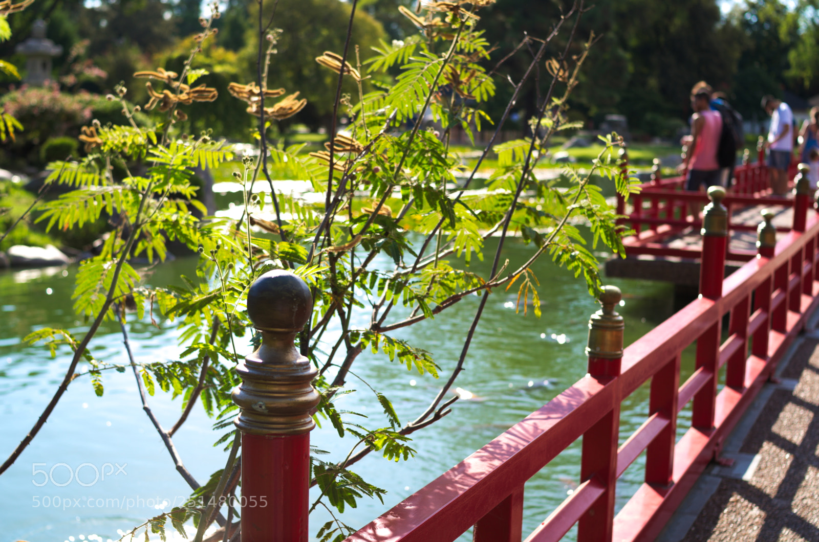 Nikon D5100 sample photo. Jard n japon s photography
