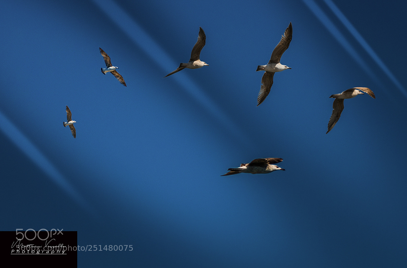 Sony a7R II sample photo. Gulls photography