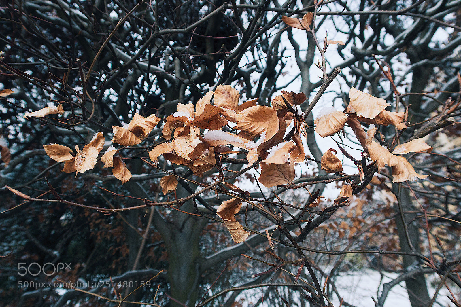 Canon PowerShot G7 X Mark II sample photo. Untitled photography