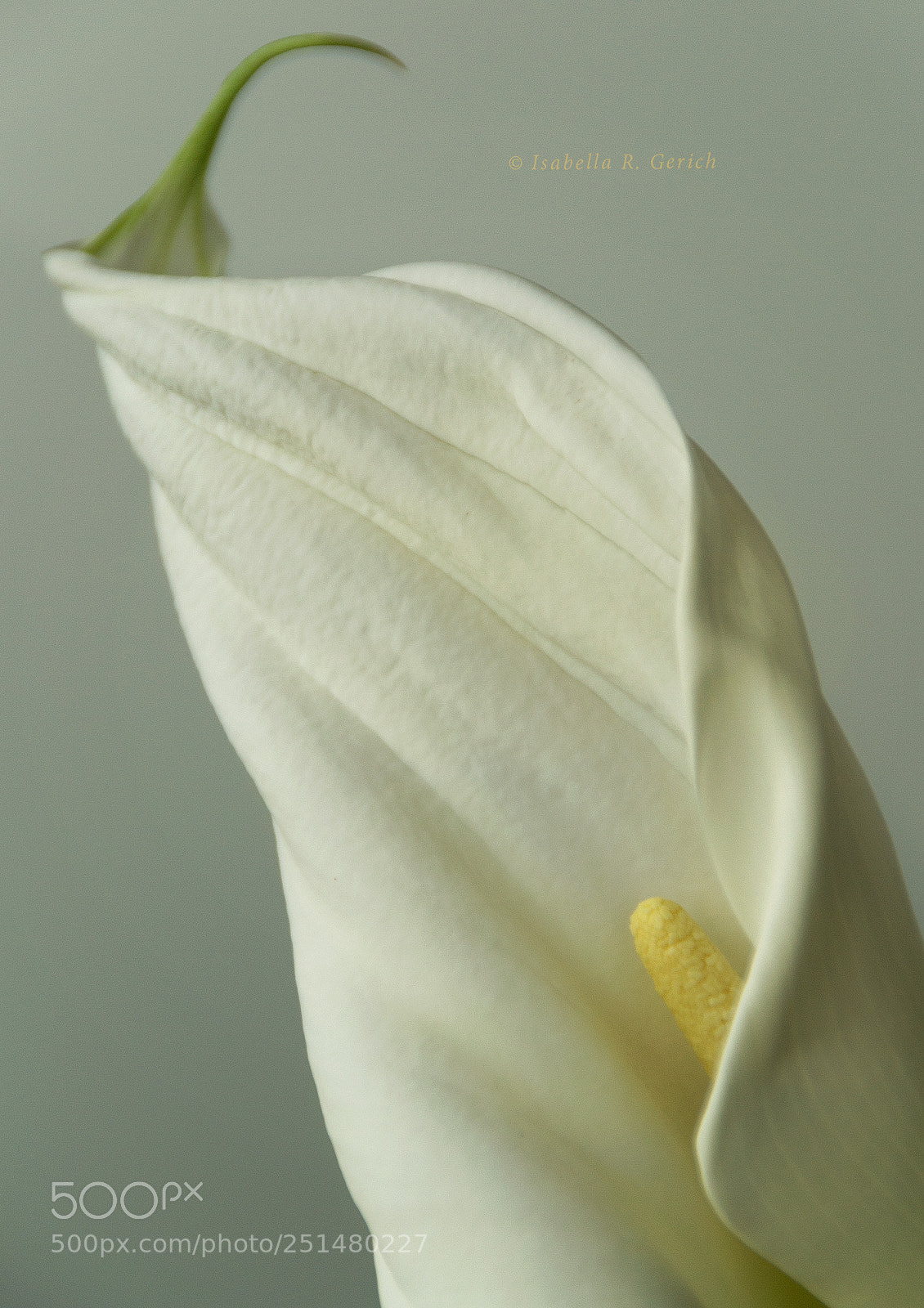 Nikon D3100 sample photo. Veiled photography
