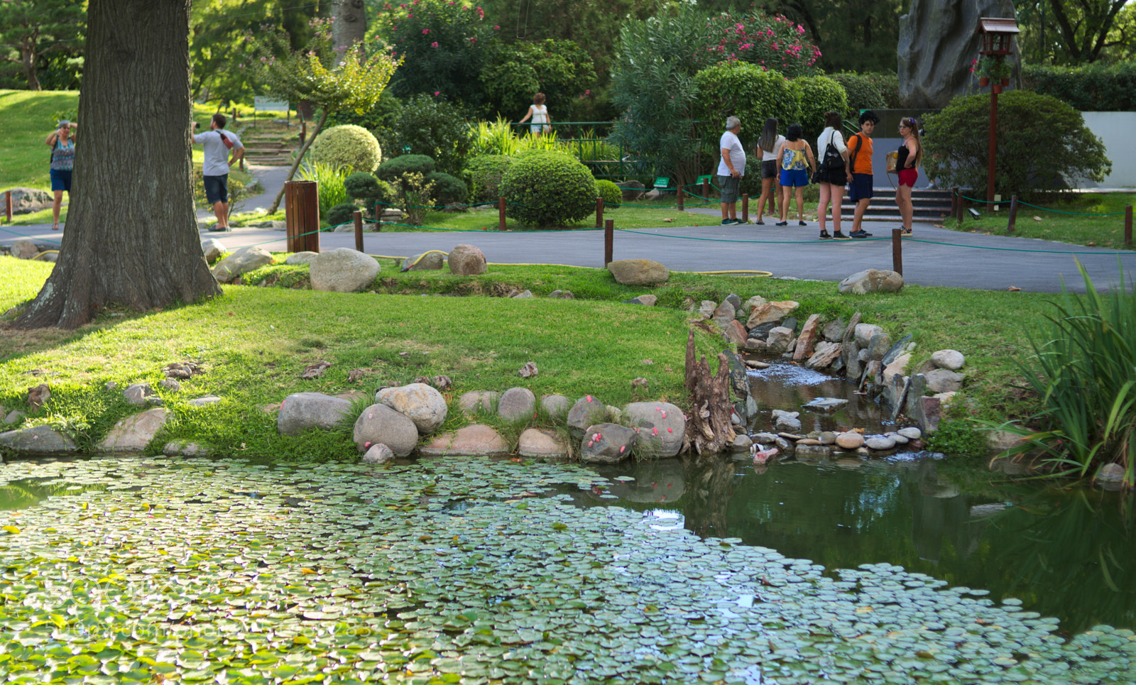 Nikon D5100 sample photo. Jard n japon s photography
