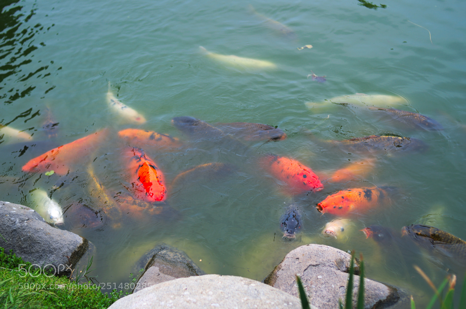 Nikon D5100 sample photo. Jard n japon s photography