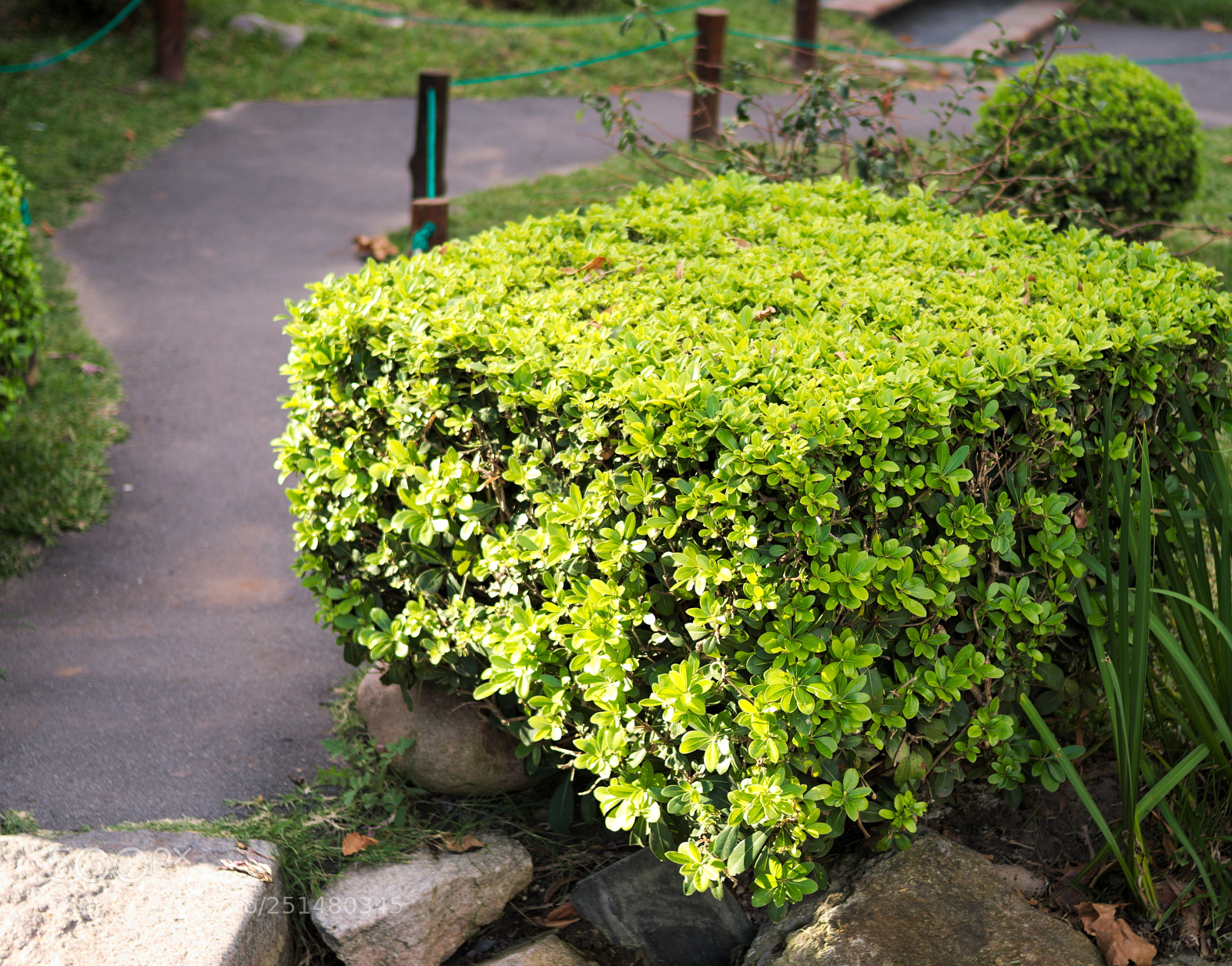 Nikon D5100 sample photo. Jard n japon s photography