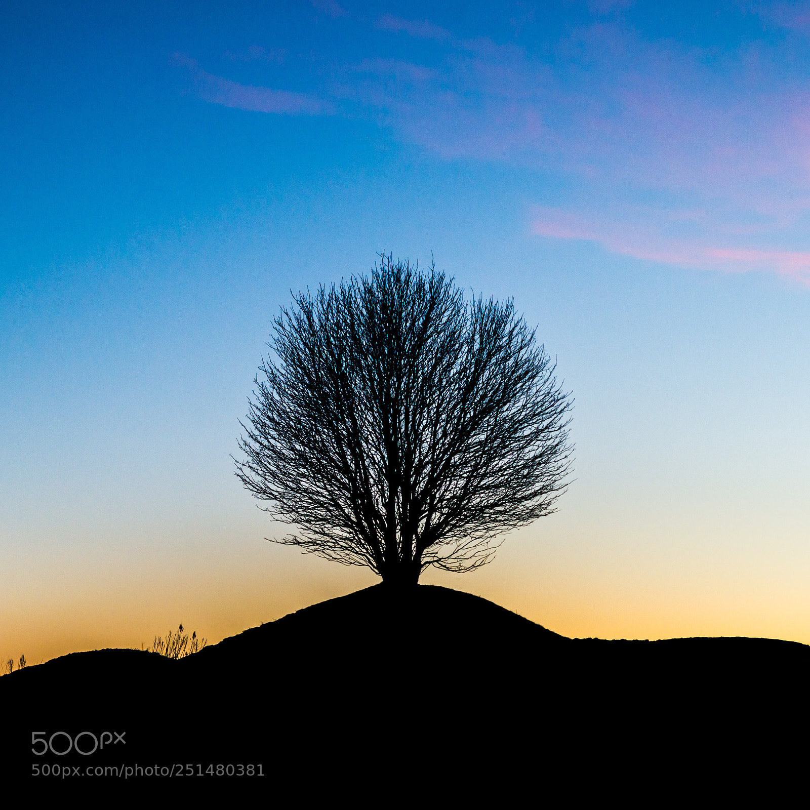 Nikon D600 sample photo. A tree photography