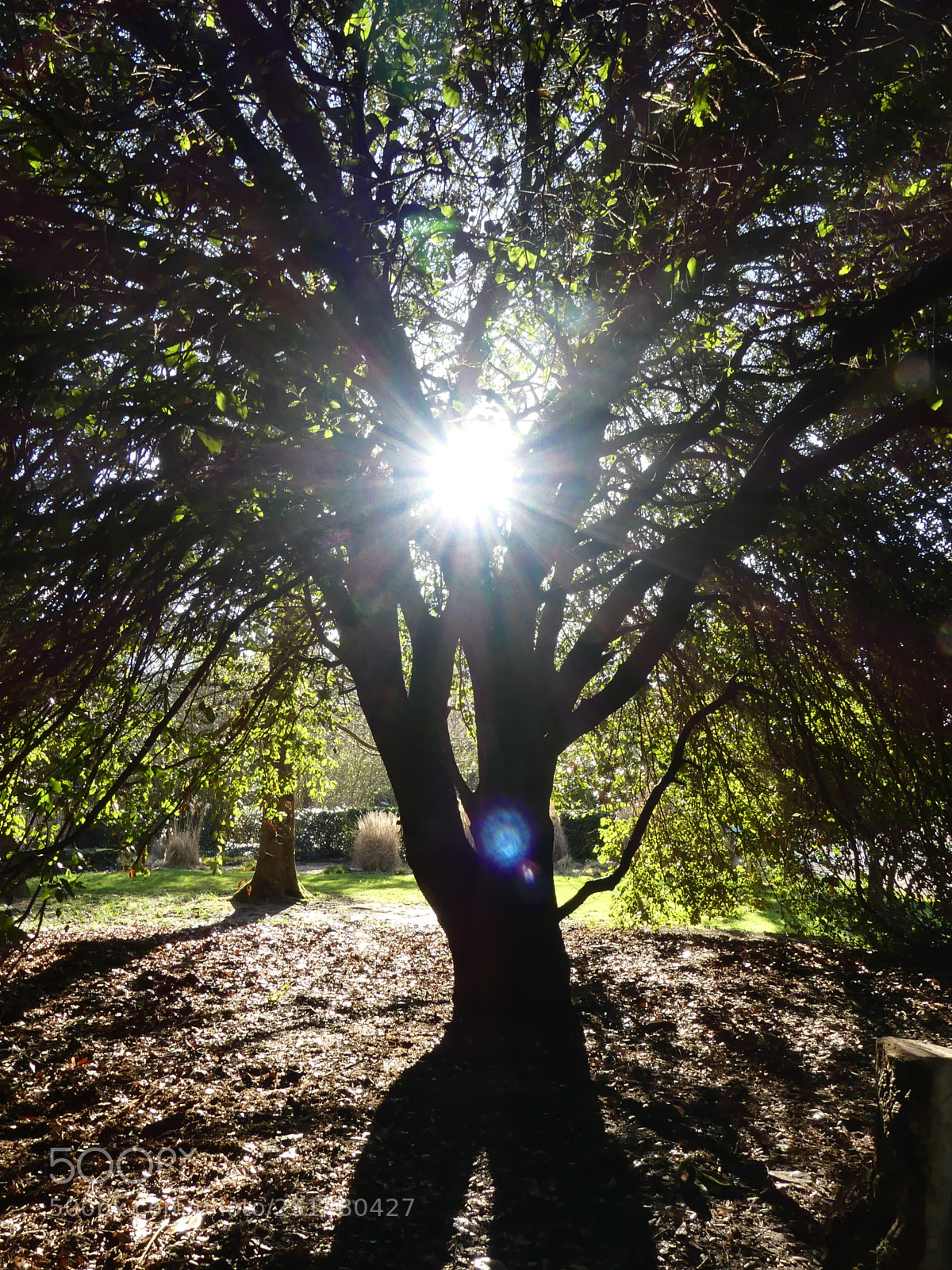 Panasonic Lumix DMC-FZ300 sample photo. Sun through the tree photography