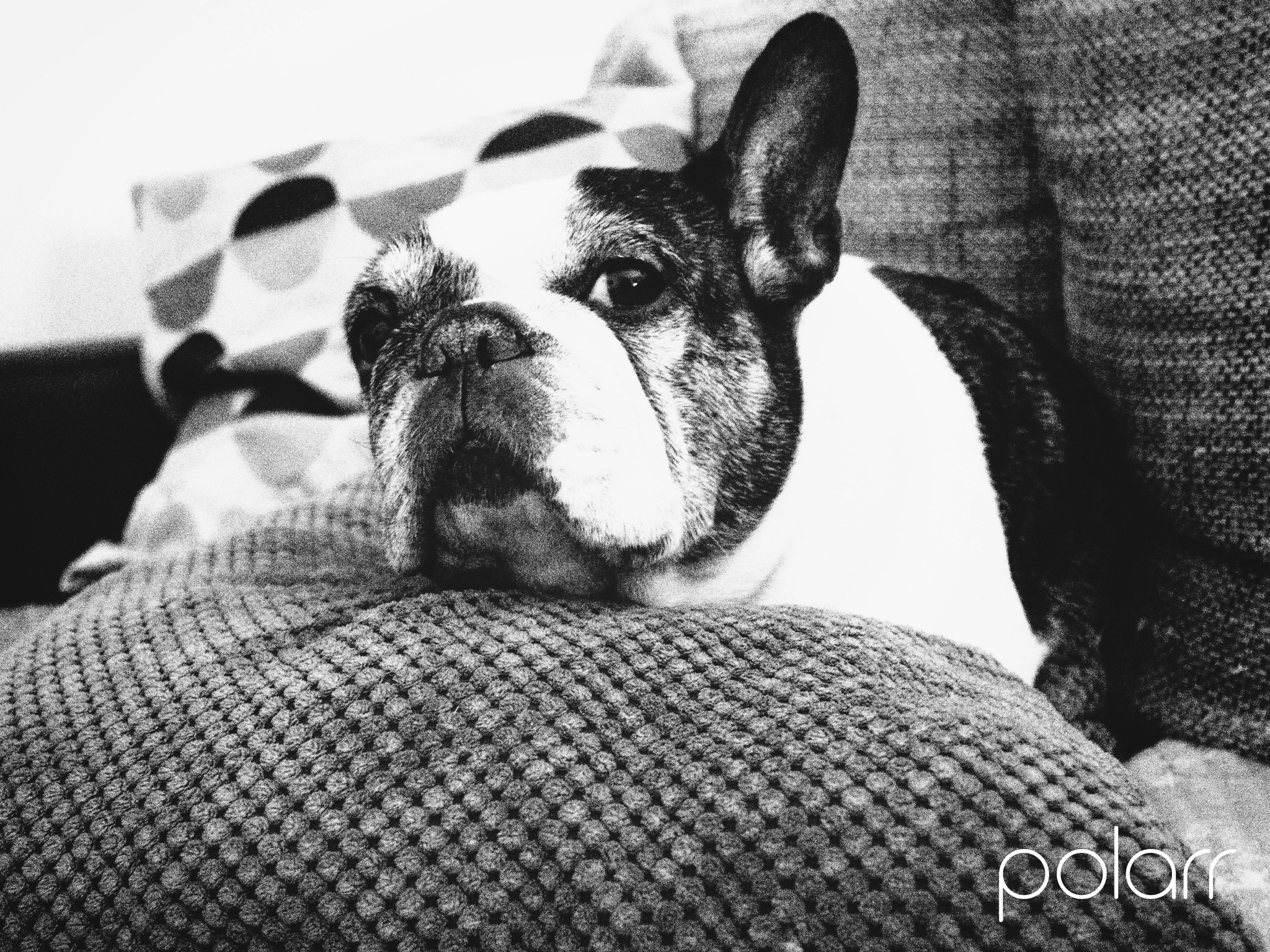 Olympus PEN E-P2 sample photo. Black &white dog photography