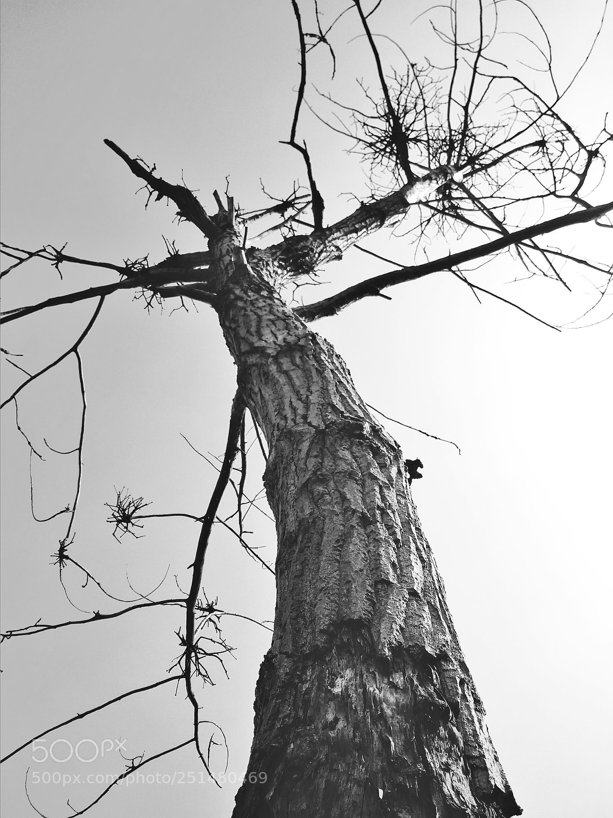 Xiaomi Redmi 4A sample photo. The tree photography