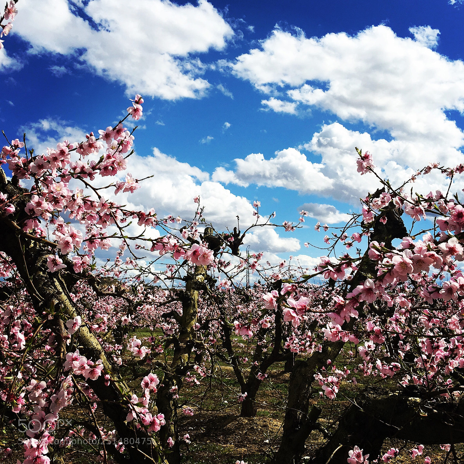Apple iPhone 6s Plus sample photo. Spring photography