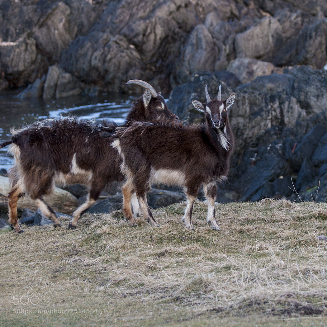 Canon EOS 70D sample photo. Islay goats photography