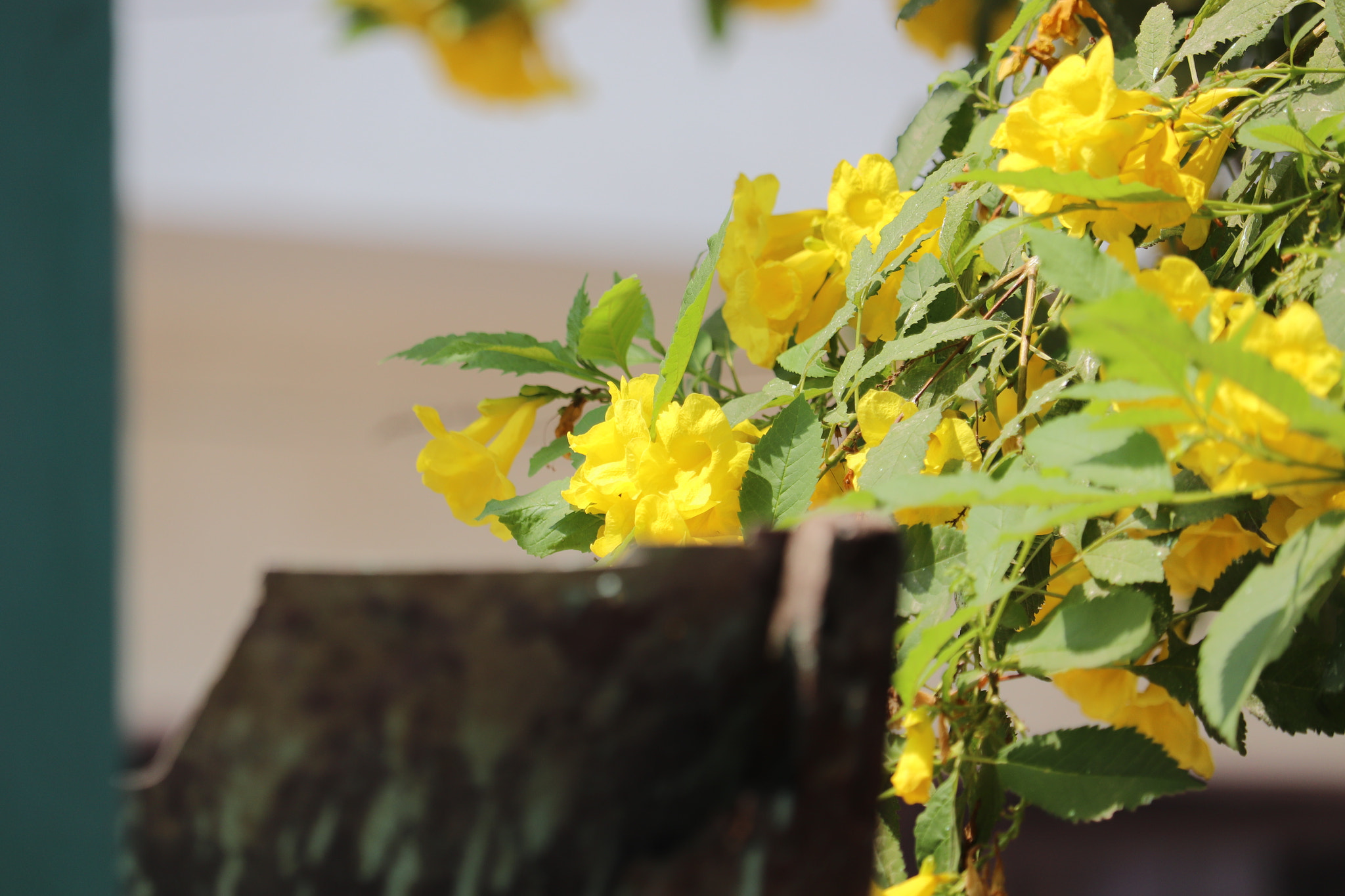 Canon EF-S 55-250mm F4-5.6 IS STM sample photo. Yellow flower photography