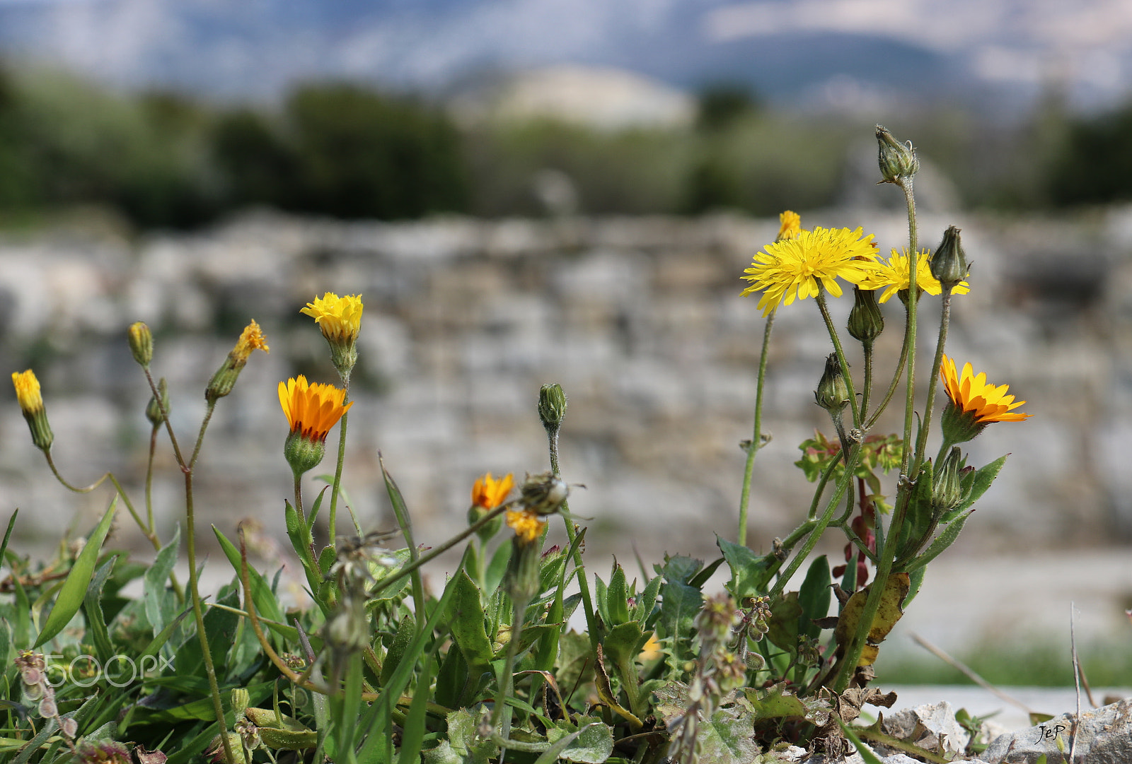 Canon EOS 760D (EOS Rebel T6s / EOS 8000D) sample photo. Spring photography
