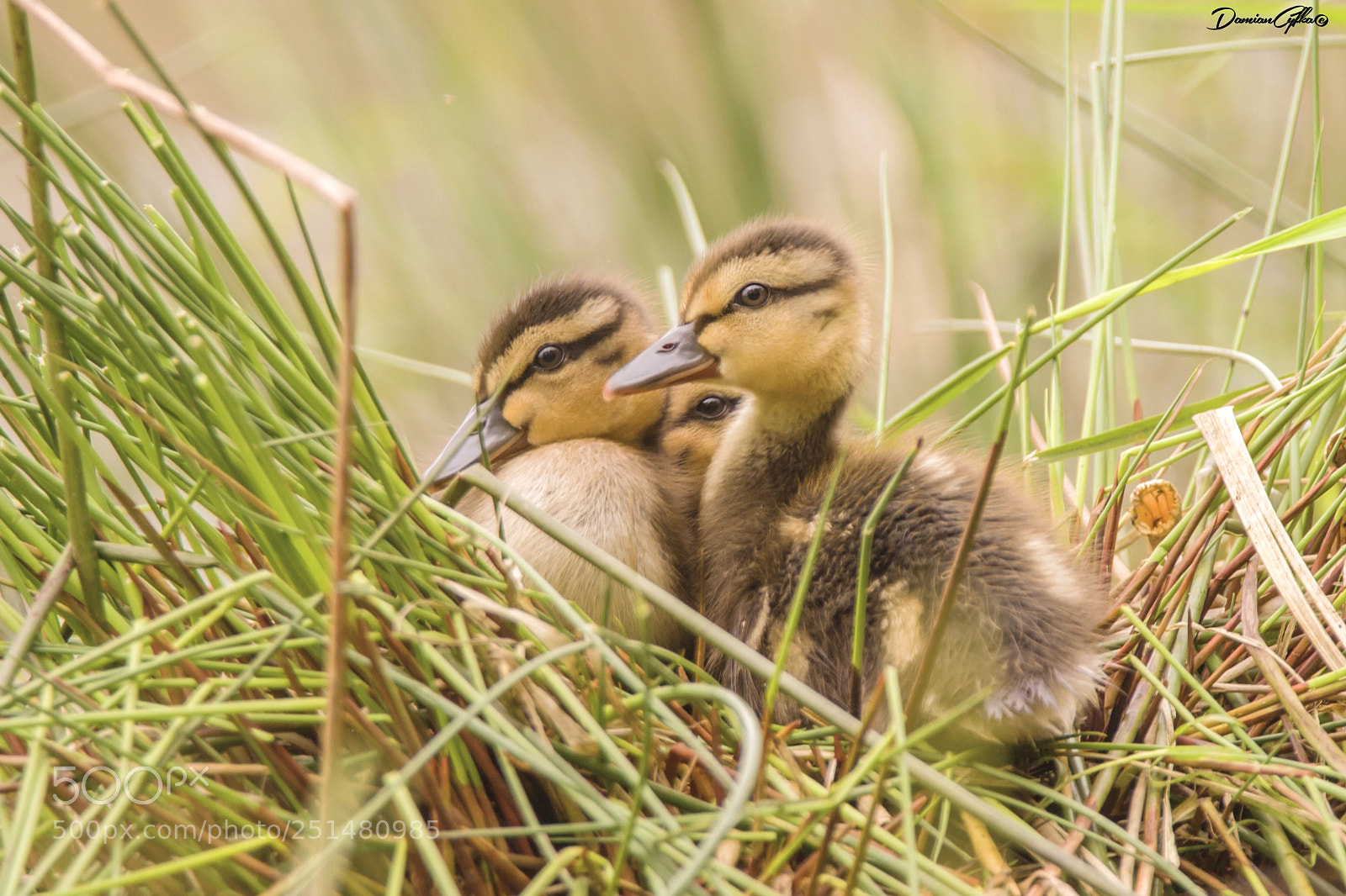 Canon EOS 7D sample photo. Duckling photography