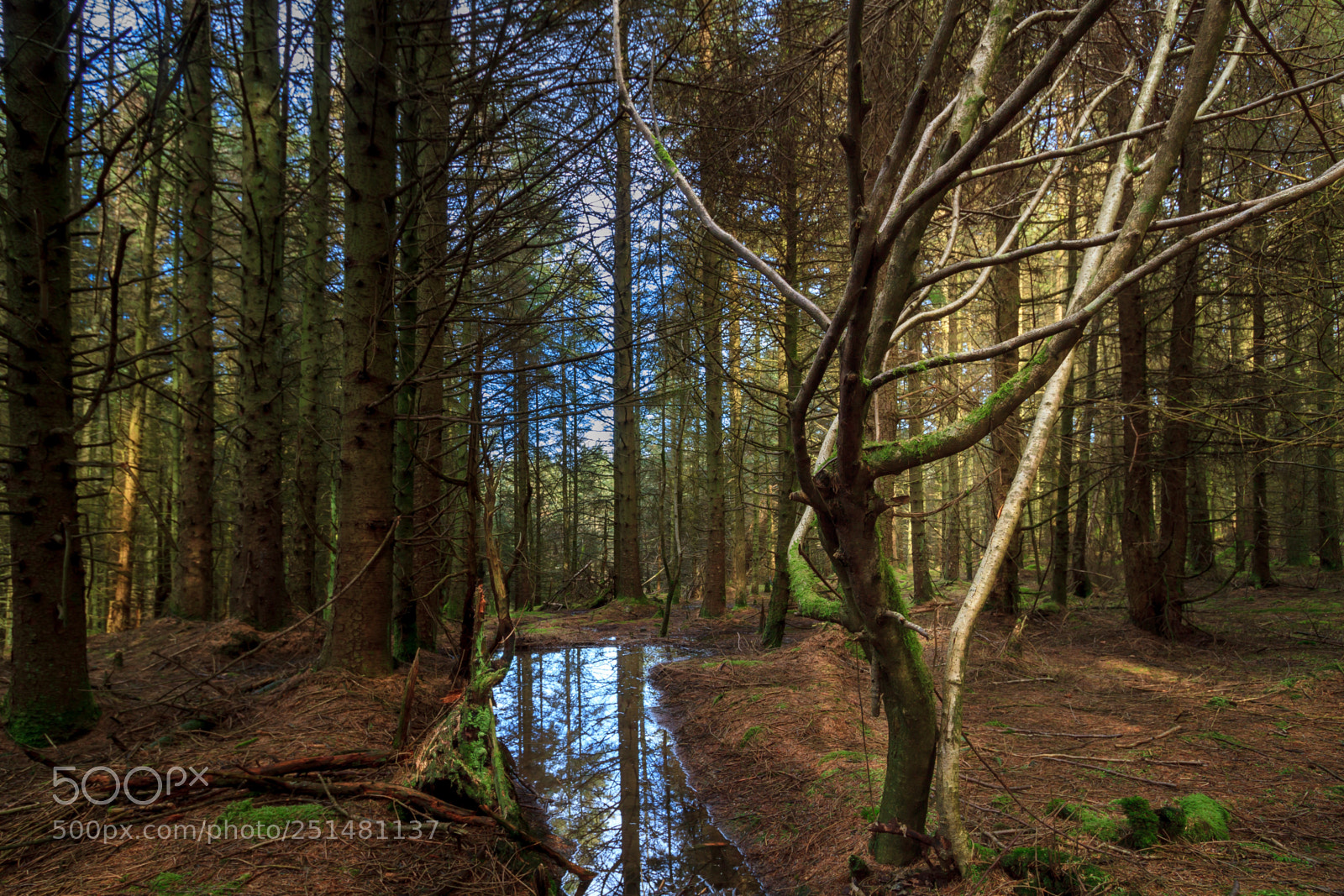 Canon EOS 7D sample photo. A reflection  photography