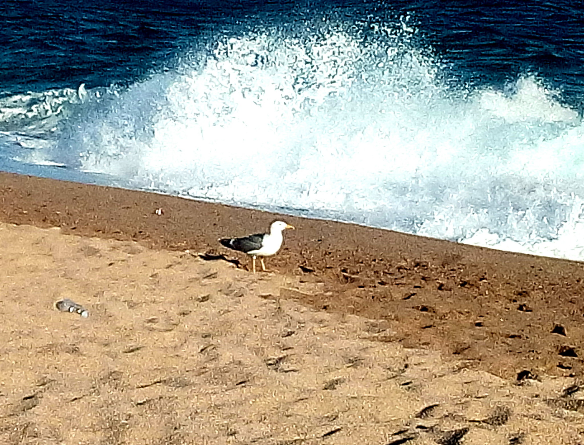 WIKO LENNY3 sample photo. Furious sea photography
