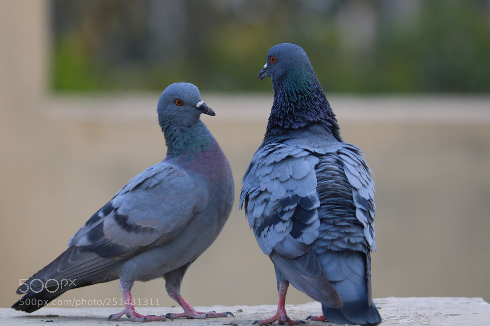 Canon EOS 750D (EOS Rebel T6i / EOS Kiss X8i) sample photo. Enhance their communication  photography