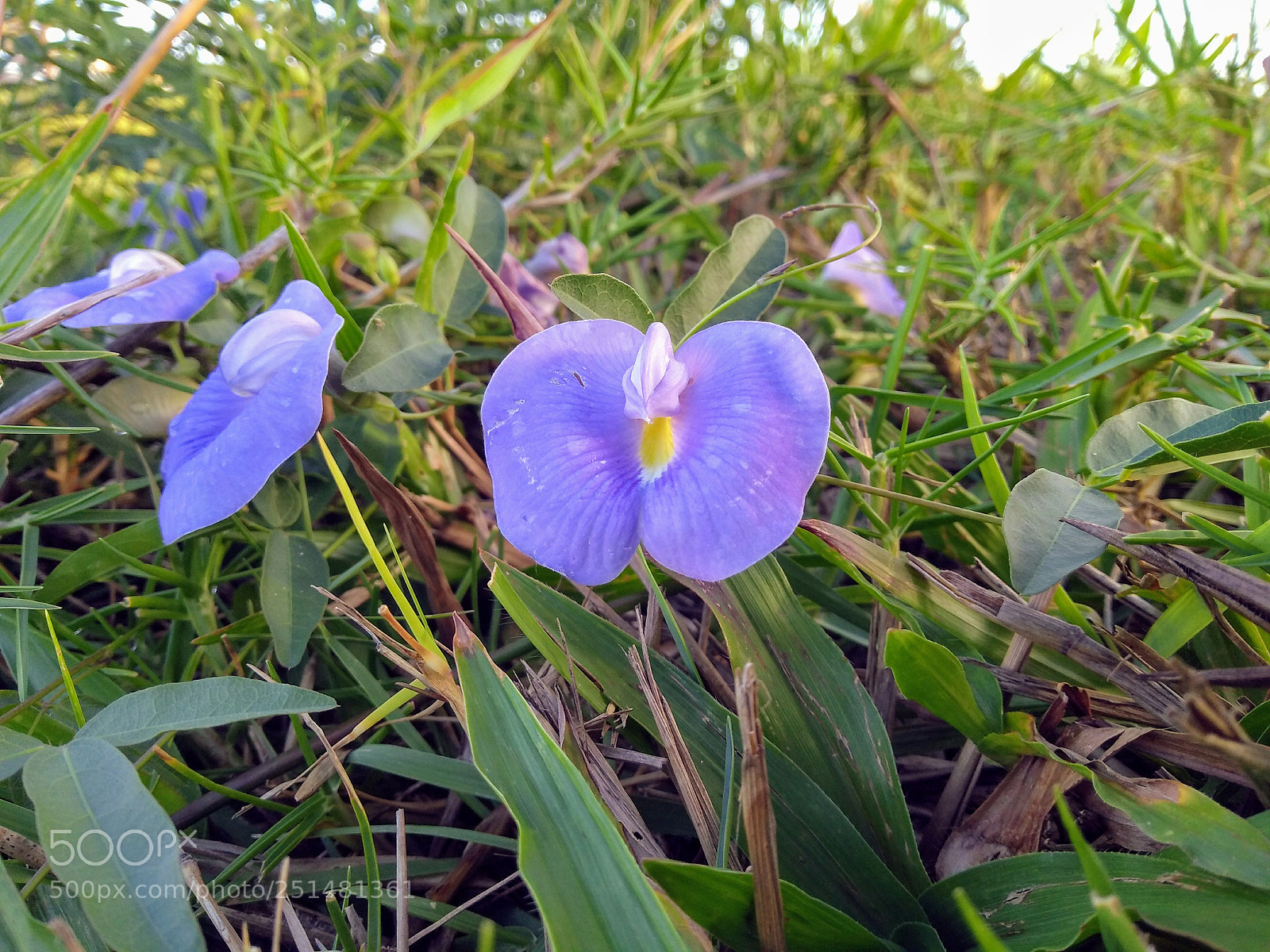 Motorola Moto G (5S) Plus sample photo. Clitoria ternatea photography