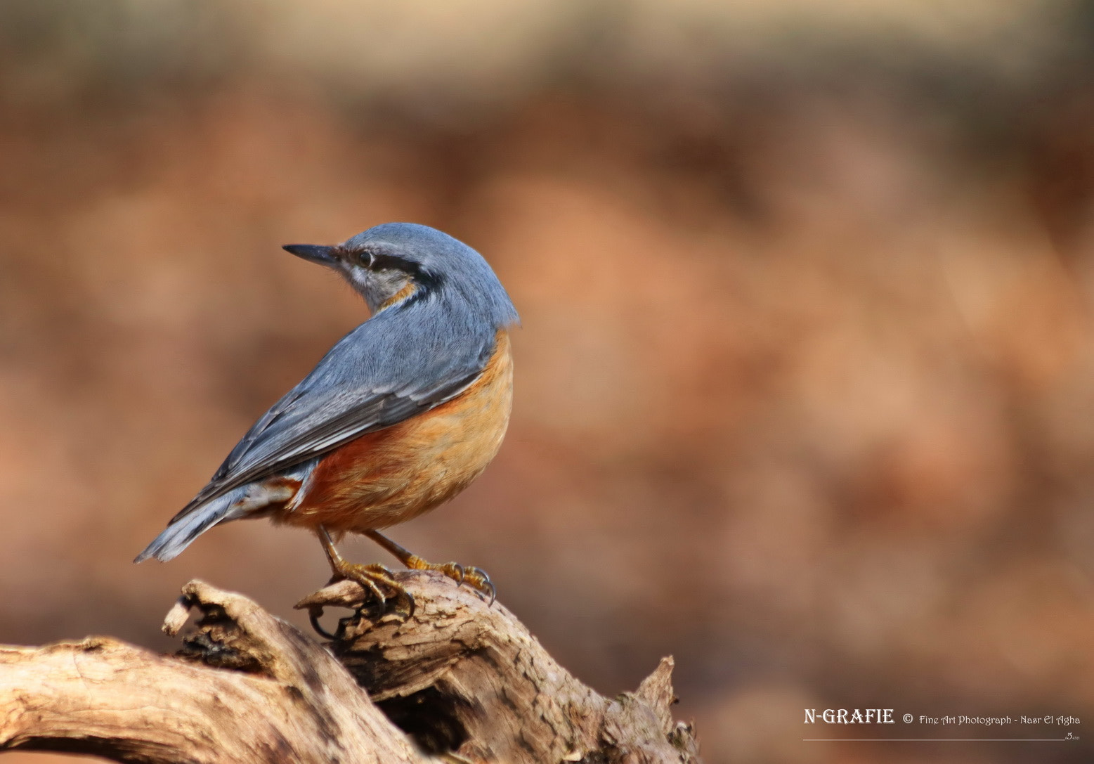 Canon EF 70-300mm F4-5.6 IS USM sample photo. Eurasian nuthatch photography