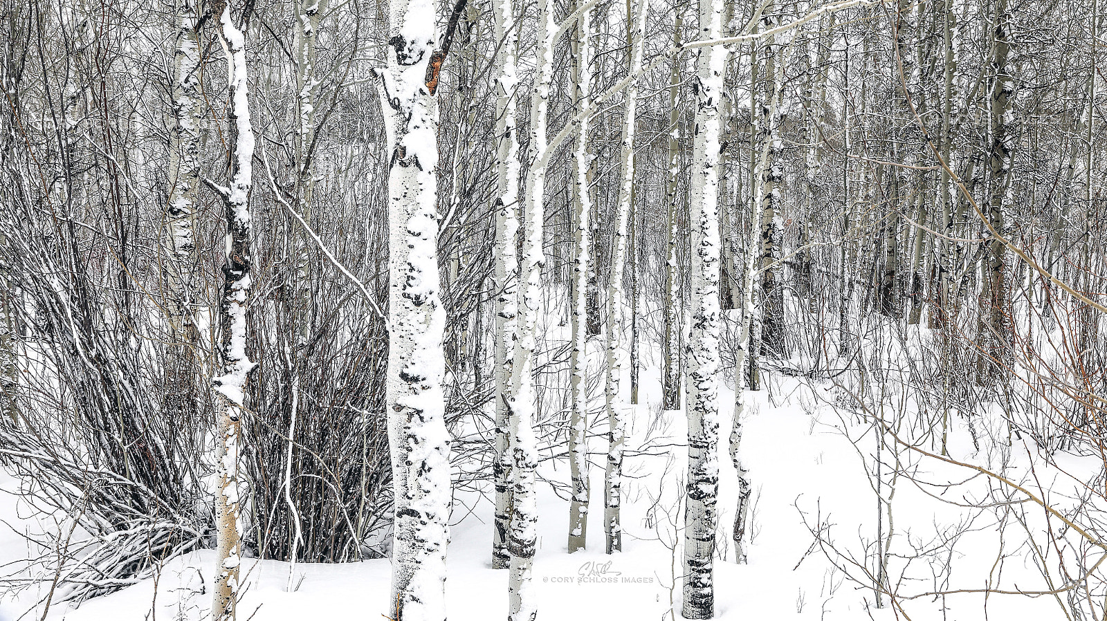 Canon EOS 5D Mark IV sample photo. Aspen birch photography