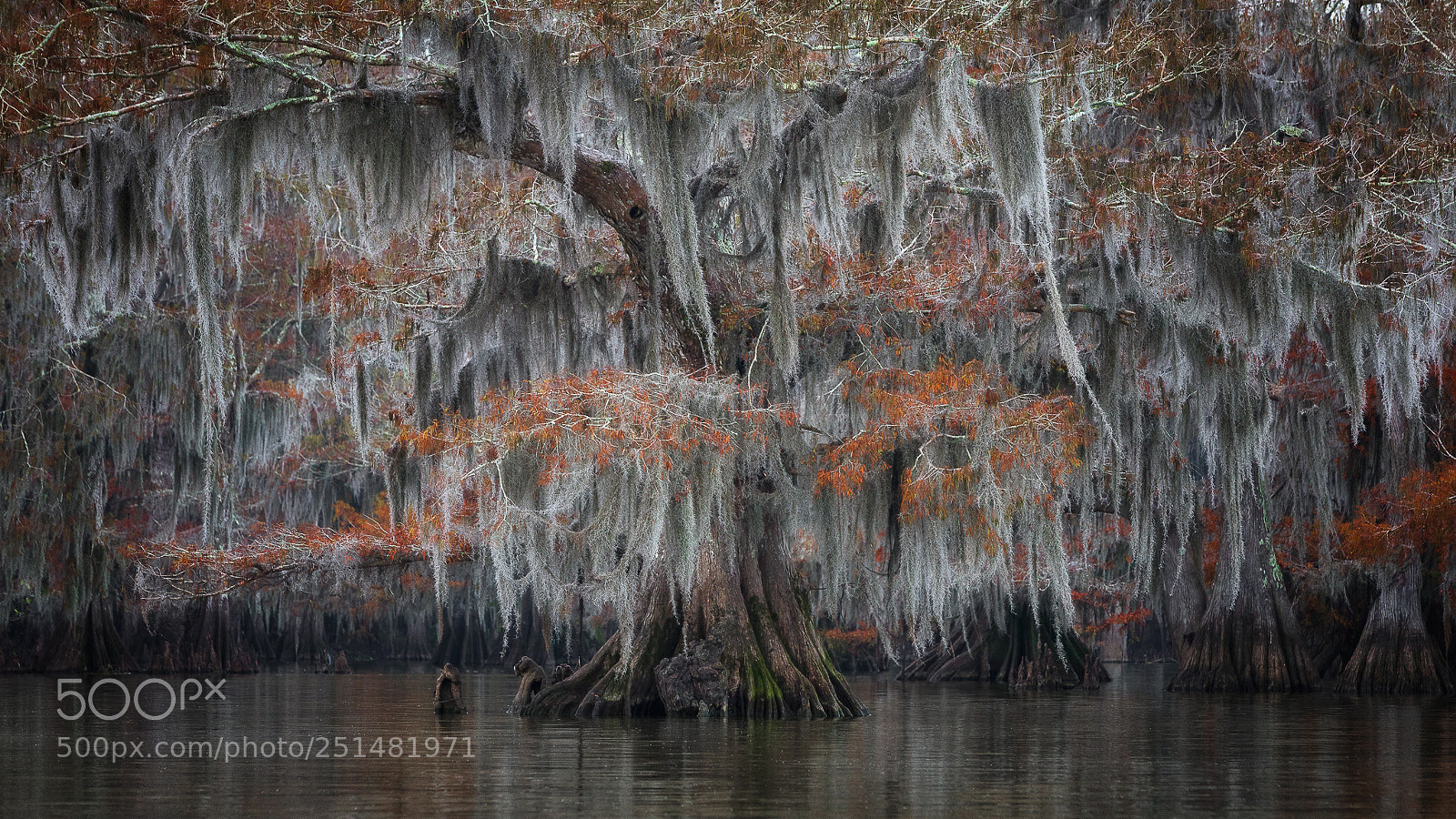 Canon EOS 5D Mark IV sample photo. Moss curtain photography