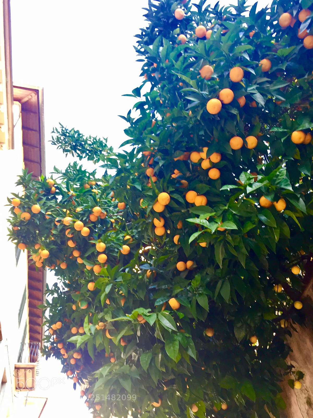 Apple iPhone 6 sample photo. Orange tree photography