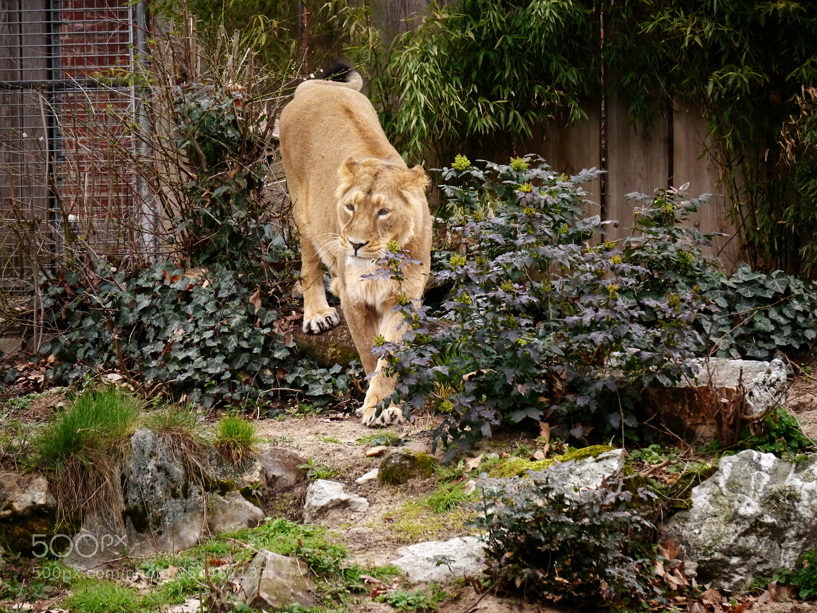 Panasonic Lumix DMC-G5 sample photo. Lioness photography