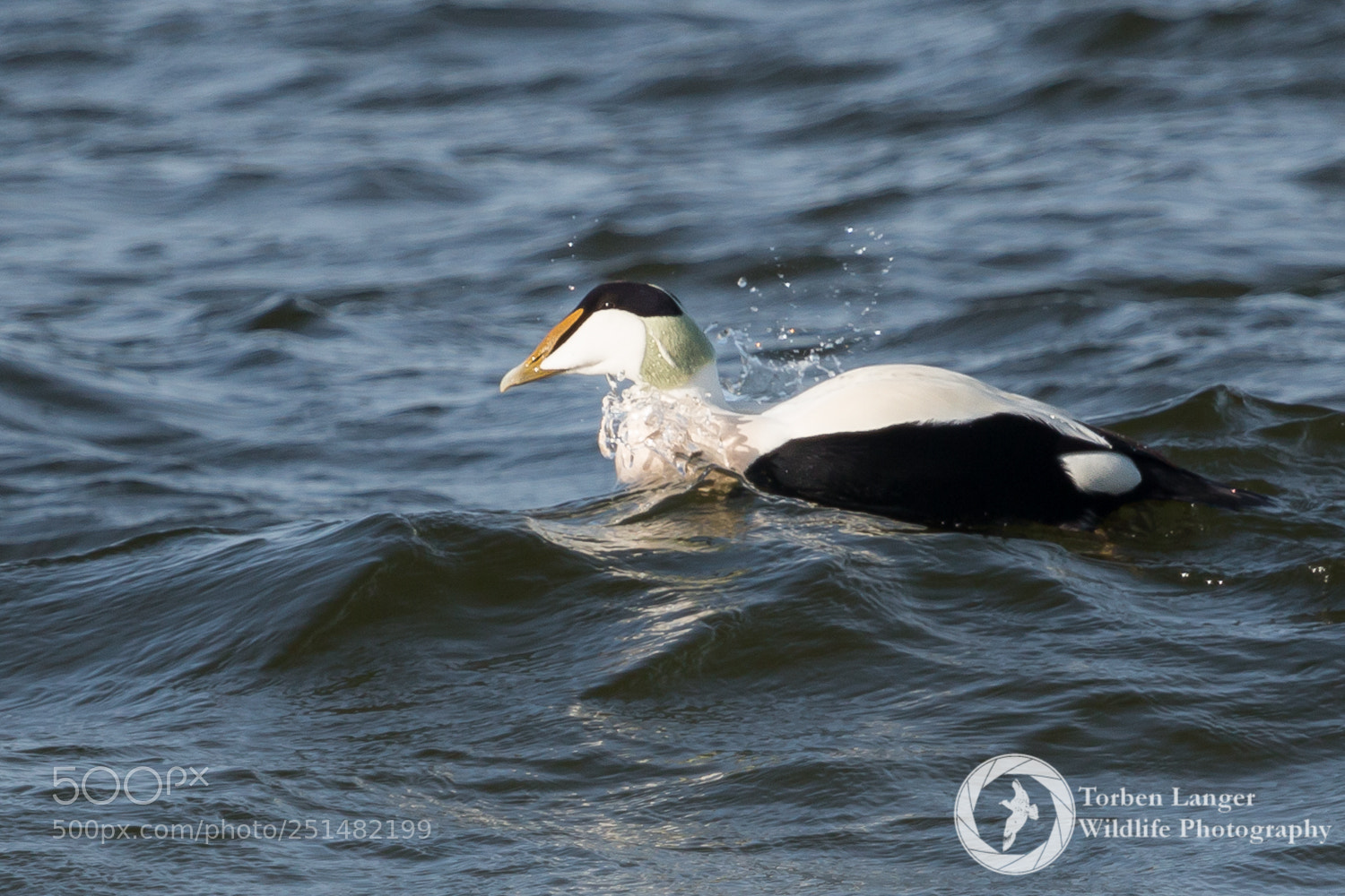 Canon EOS 70D sample photo. Eider photography