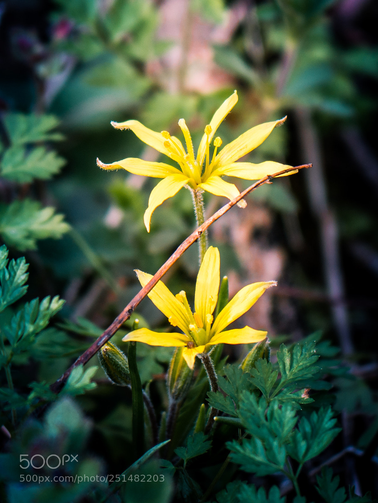 Panasonic DMC-G81 sample photo. In the wood photography