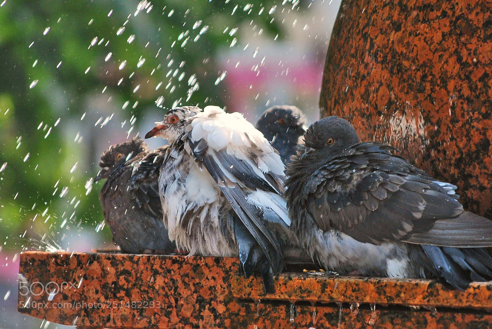 Nikon D60 sample photo. Bfc corig photography