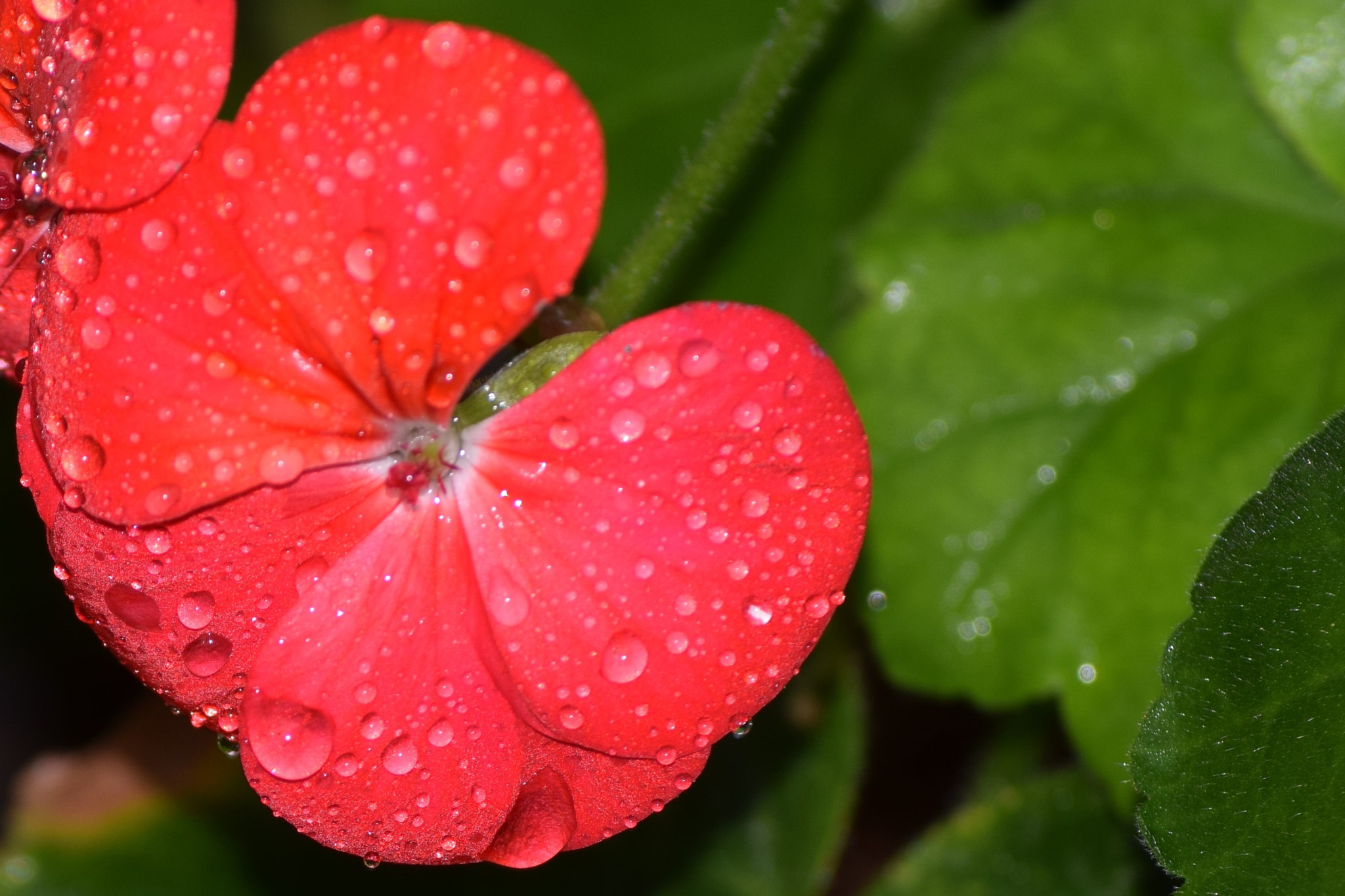 Nikon D5300 sample photo. () photography