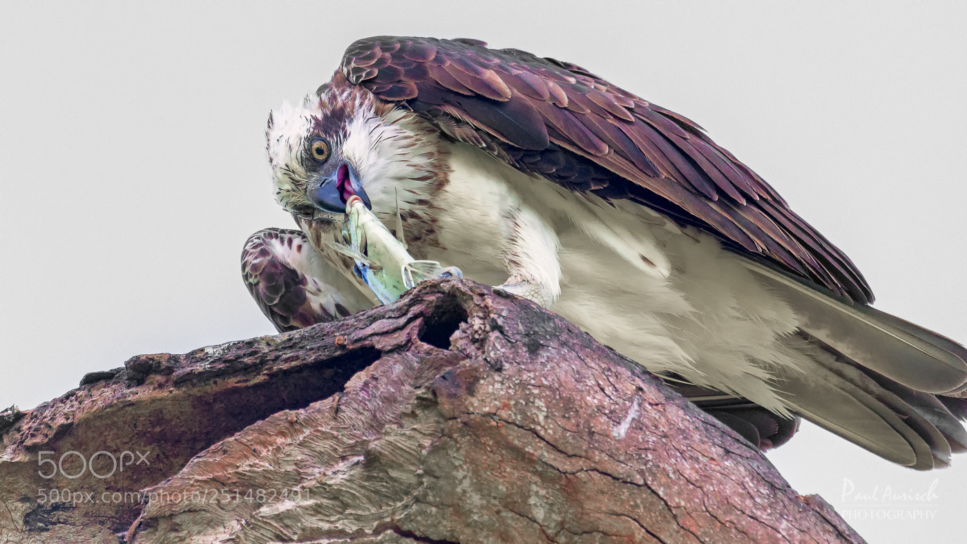 Nikon D500 sample photo. Osprey photography