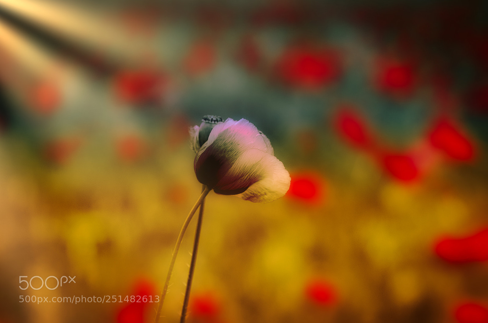 Pentax K-5 sample photo. Papaveri photography