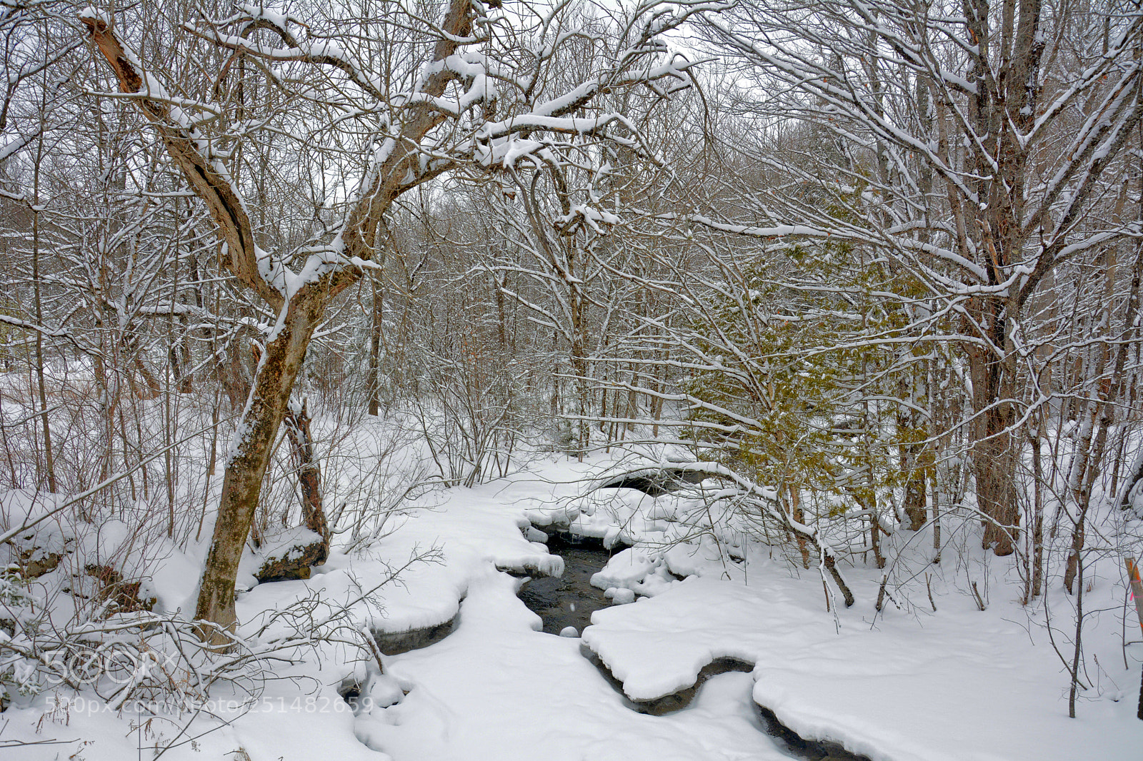 Nikon D7100 sample photo. Spring soon photography