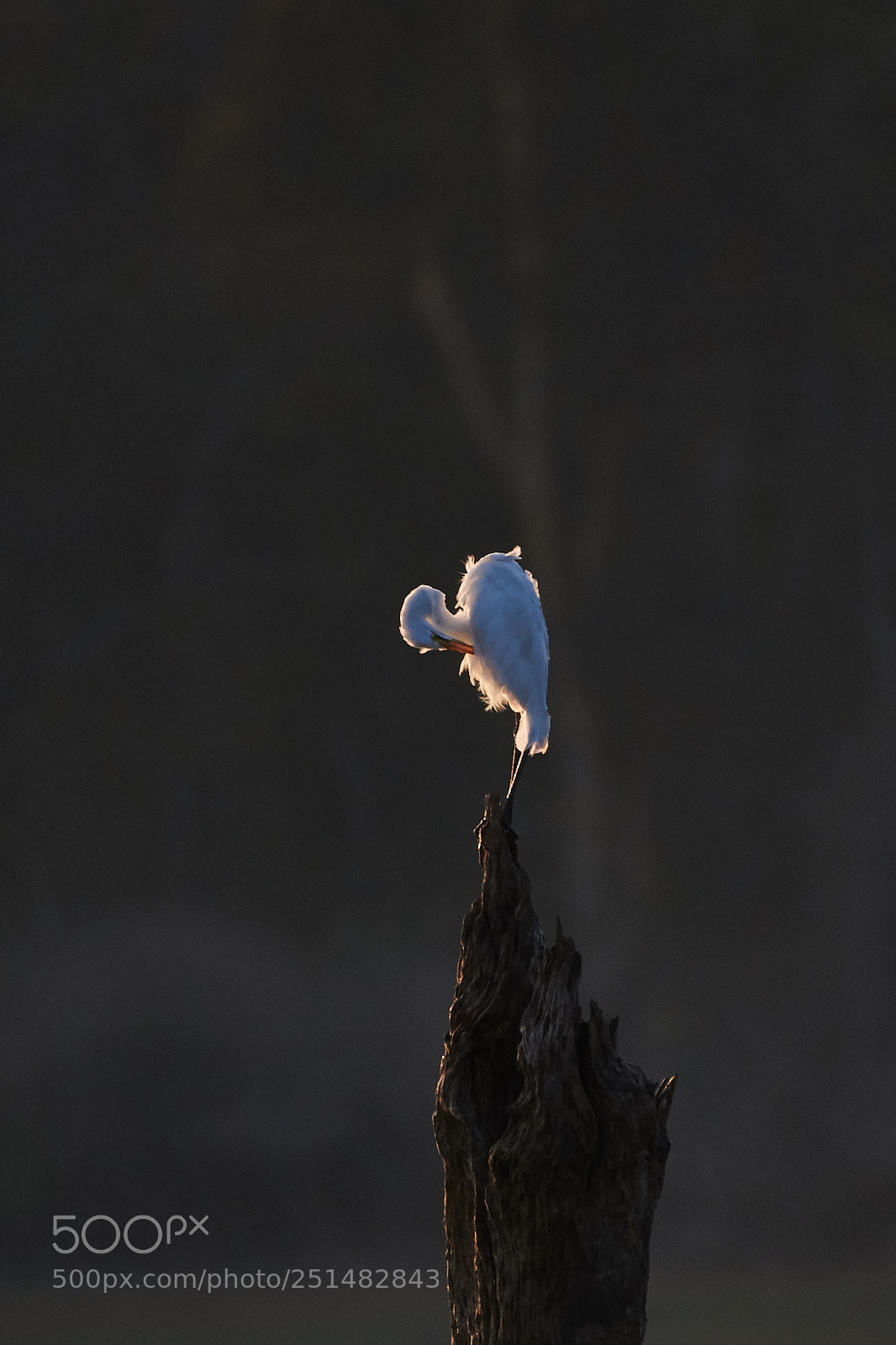 Nikon D850 sample photo. The great egret photography