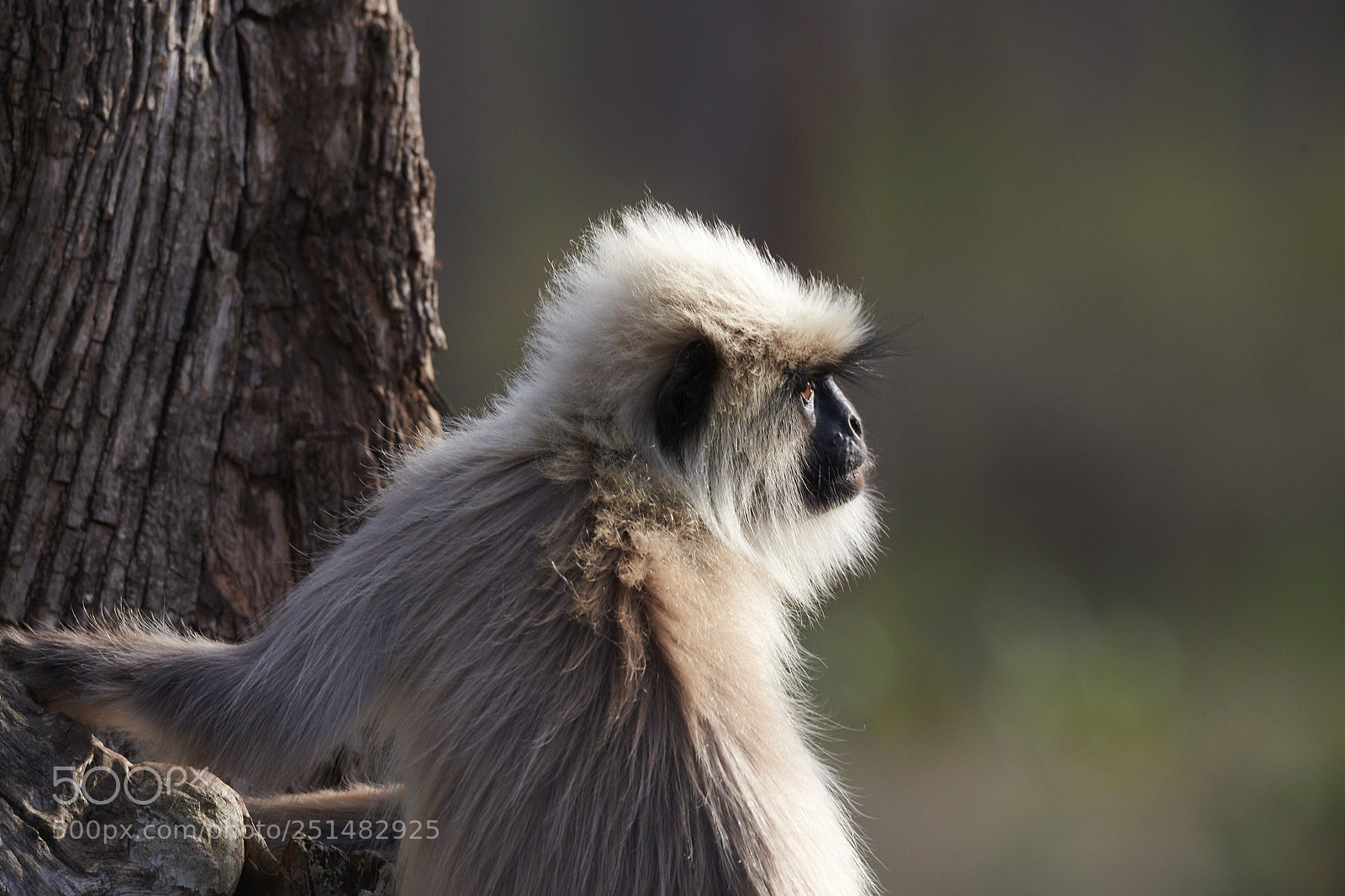 Nikon D850 sample photo. Gray langur photography