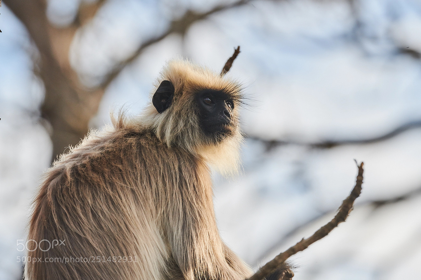 Nikon D850 sample photo. Gray langur photography