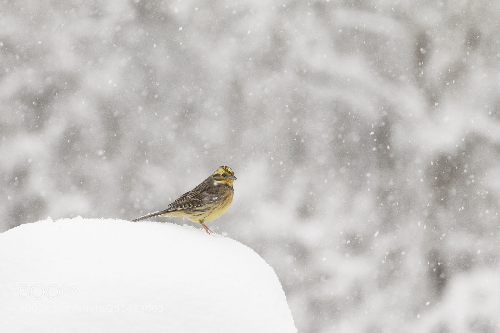 Canon EOS 70D sample photo. Unexpected winter photography