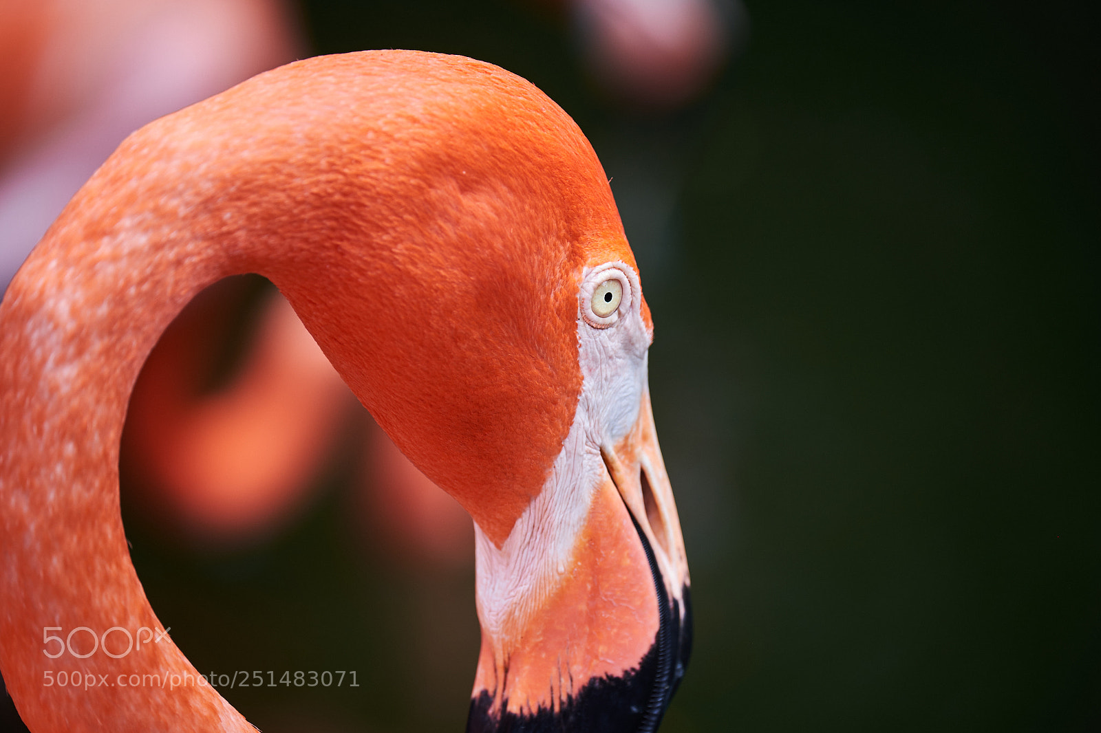 Fujifilm X-T1 sample photo. Flamingo photography