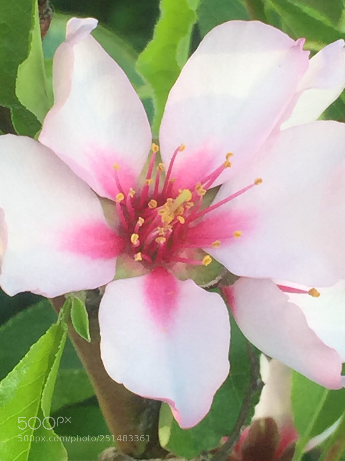 Apple iPhone 6 Plus sample photo. Untitled photography