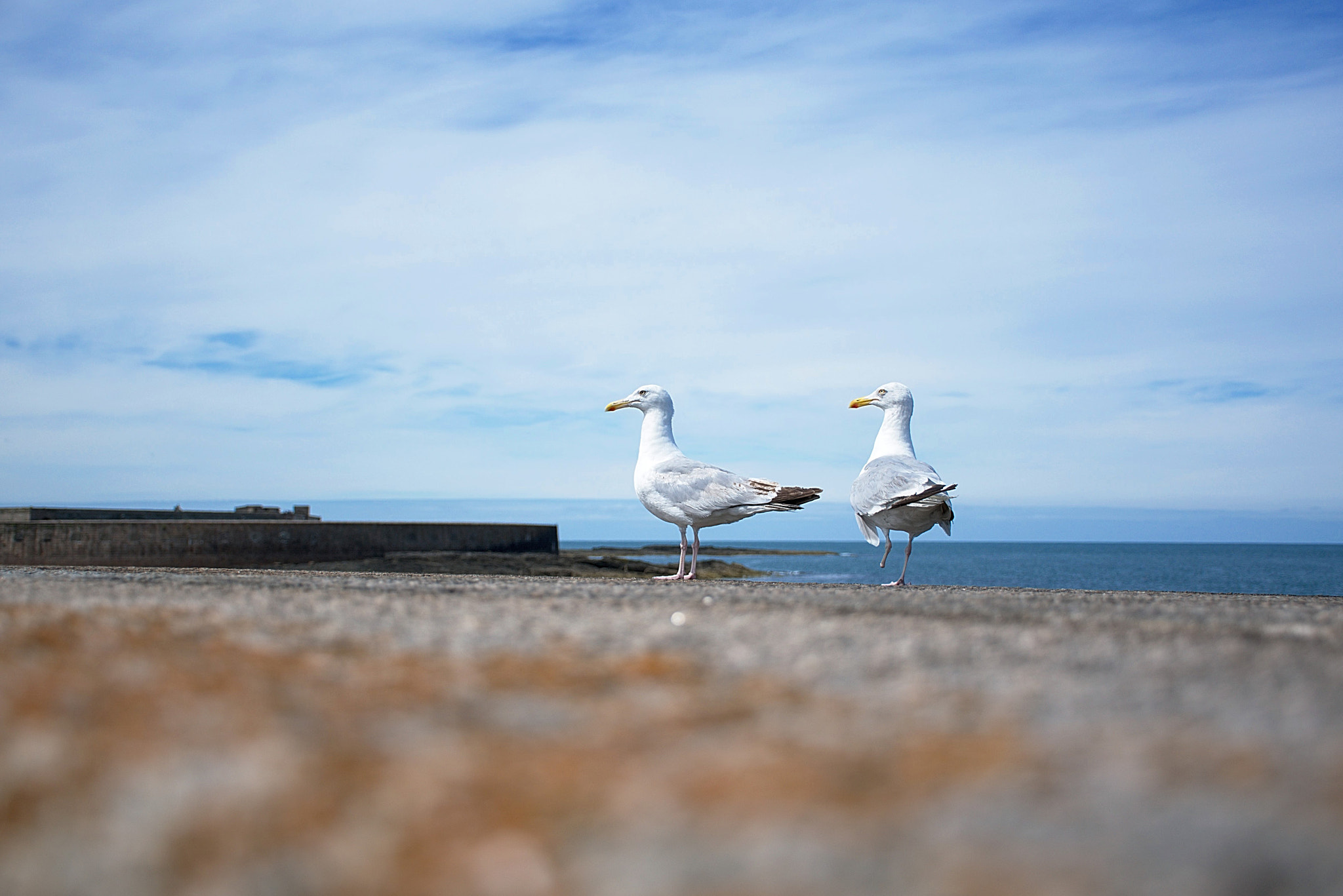 Nikon D5500 sample photo. Mouettes photography