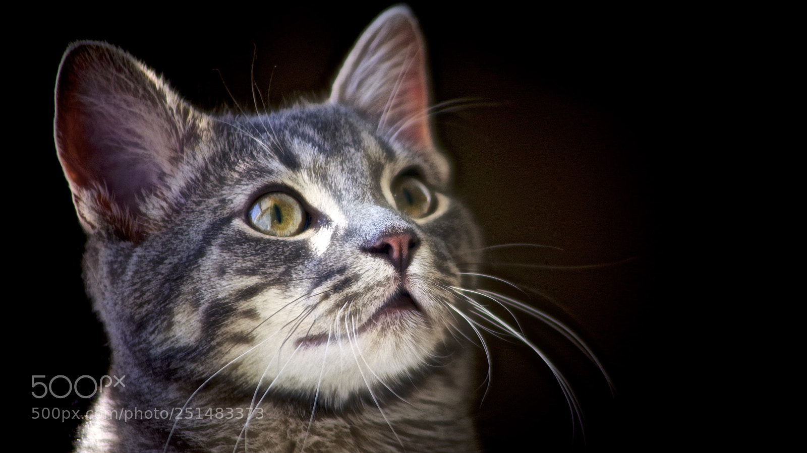 Pentax K-1 sample photo. Murdoch photography