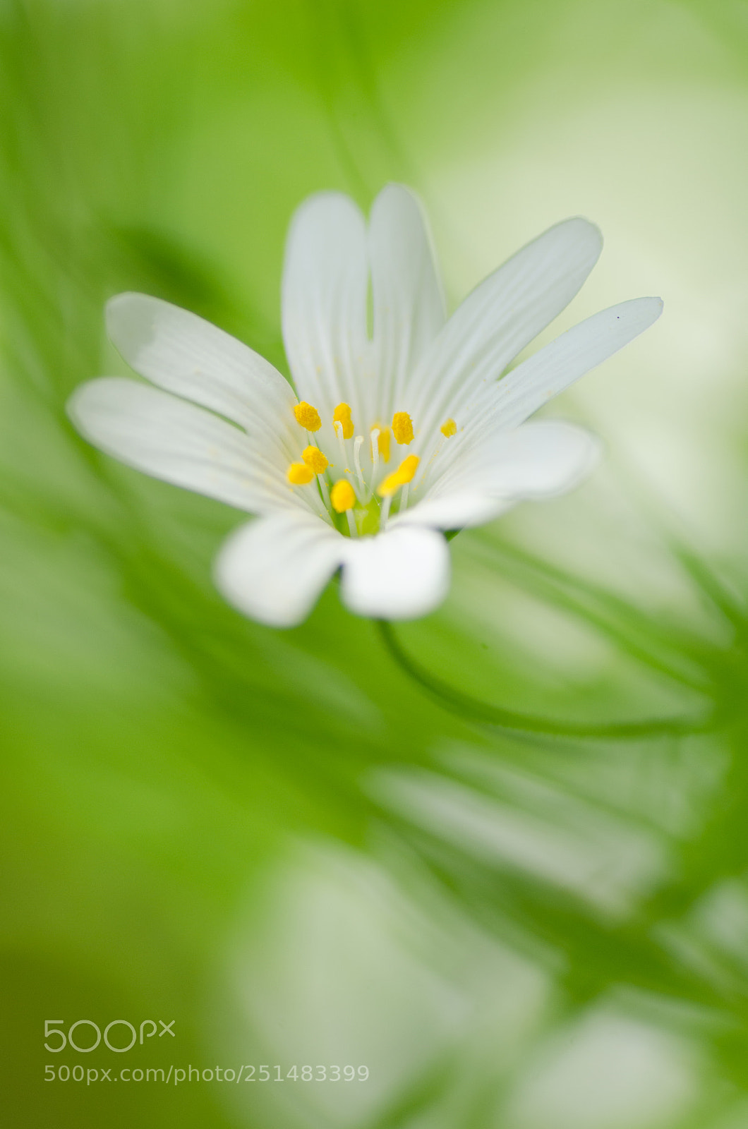 Nikon D7000 sample photo. Waiting for the spring photography