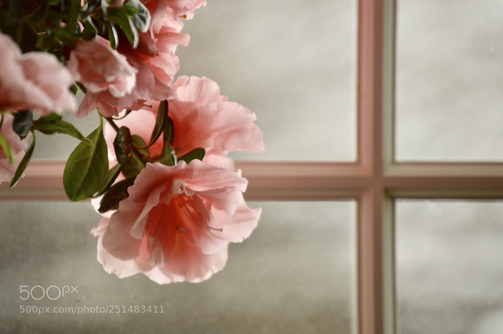 Nikon D3200 sample photo. Azalea 2 photography