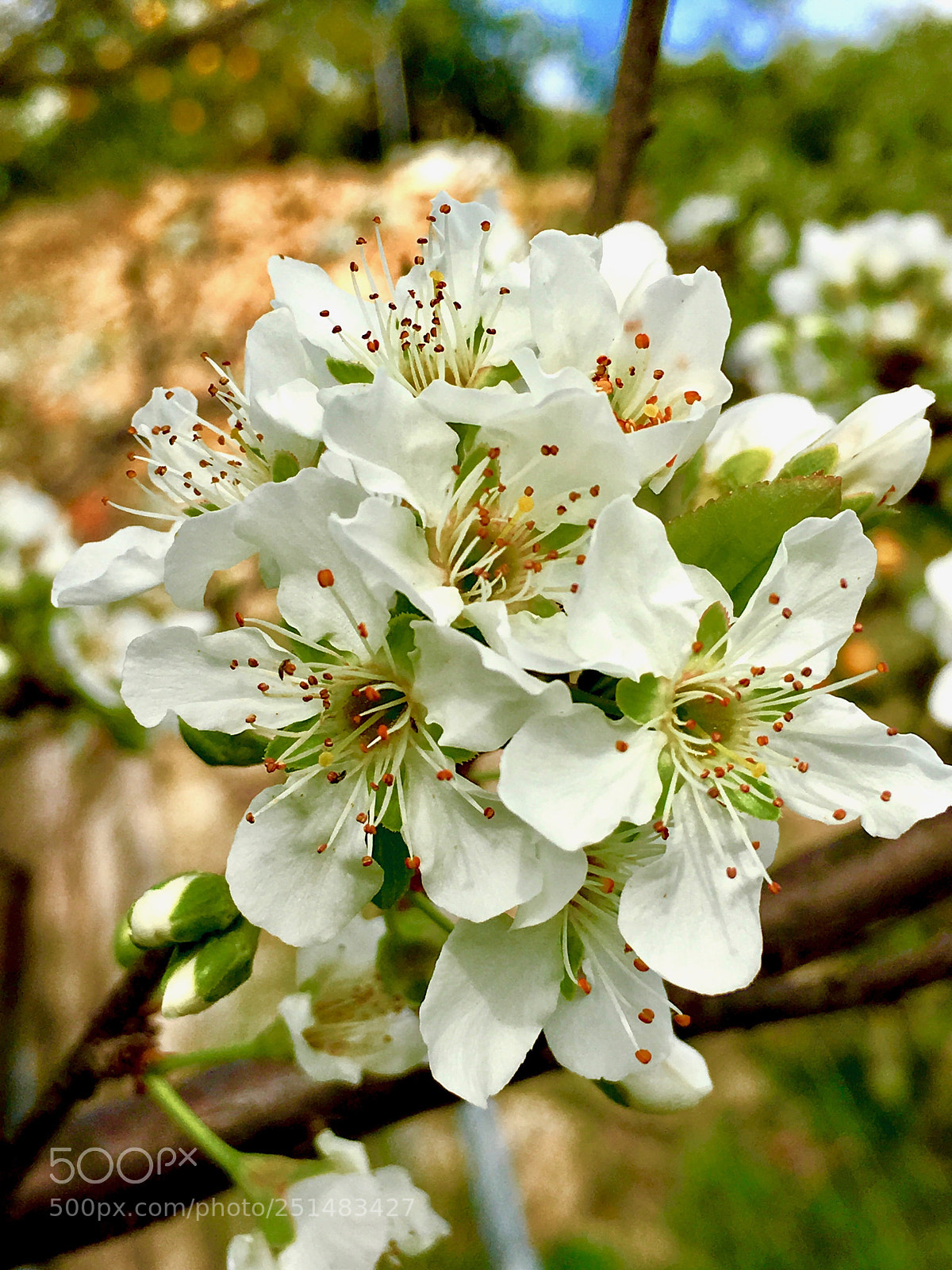 Apple iPad Pro sample photo. Pomera en flor photography