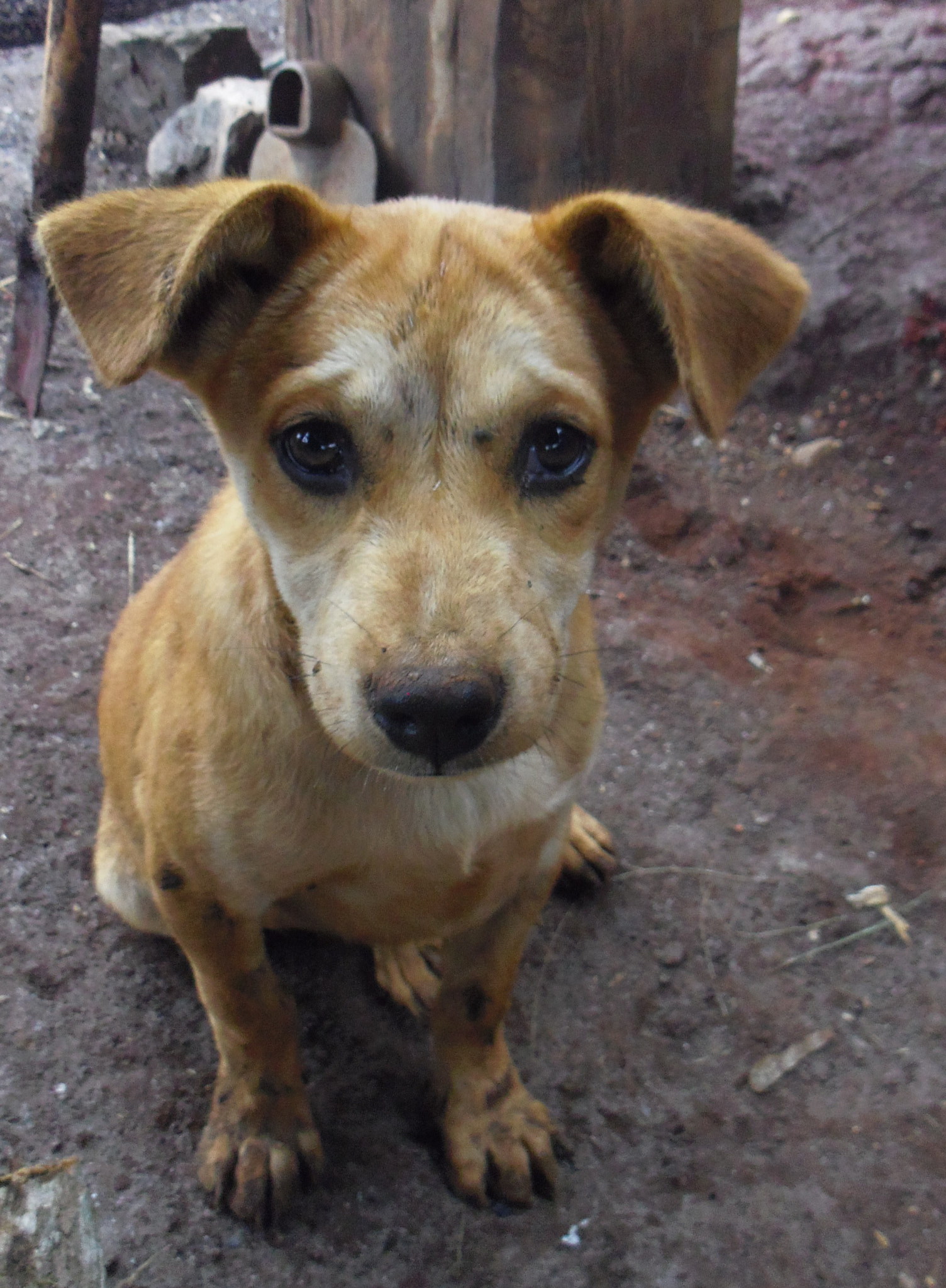 Pentax OPTIO LS465 sample photo. Thailand's young dog photography