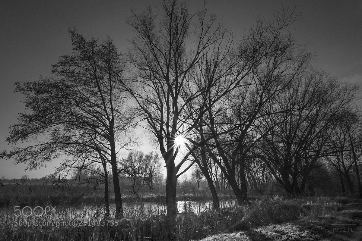 Nikon D5300 sample photo. 065 winter #1 photography