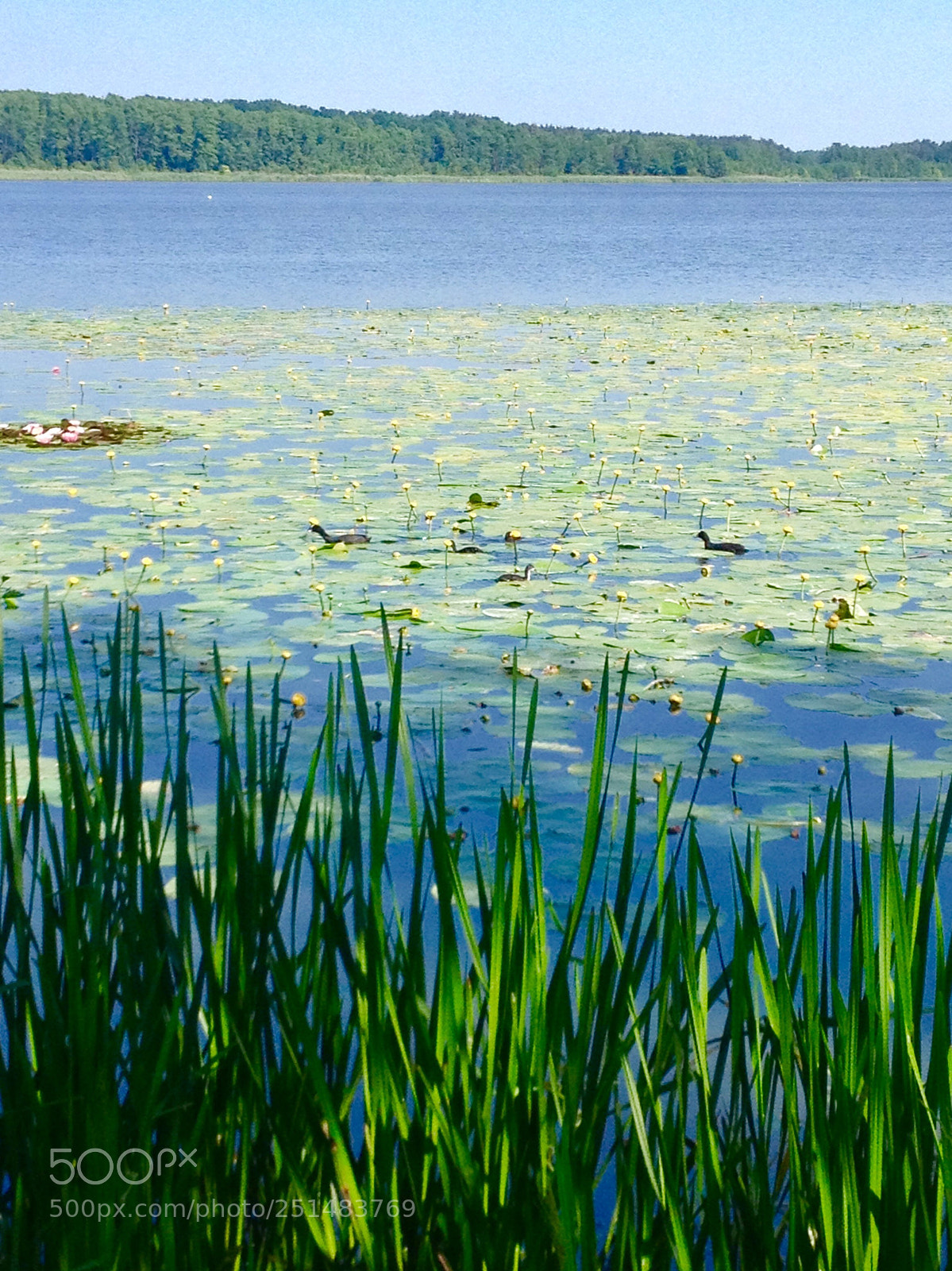 Apple iPhone 4S sample photo. Water lily photography