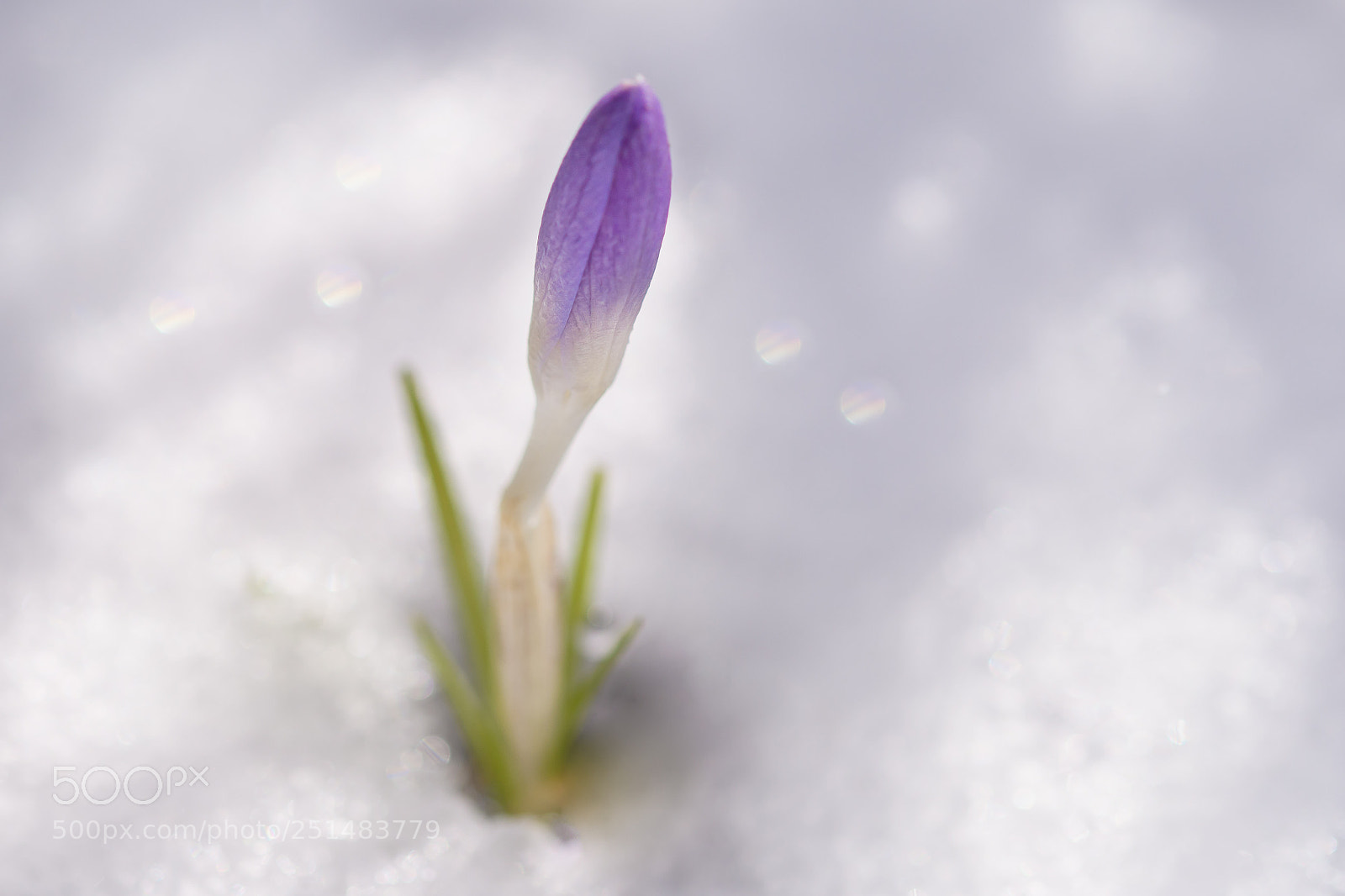 Nikon D500 sample photo. Crocus vernus photography
