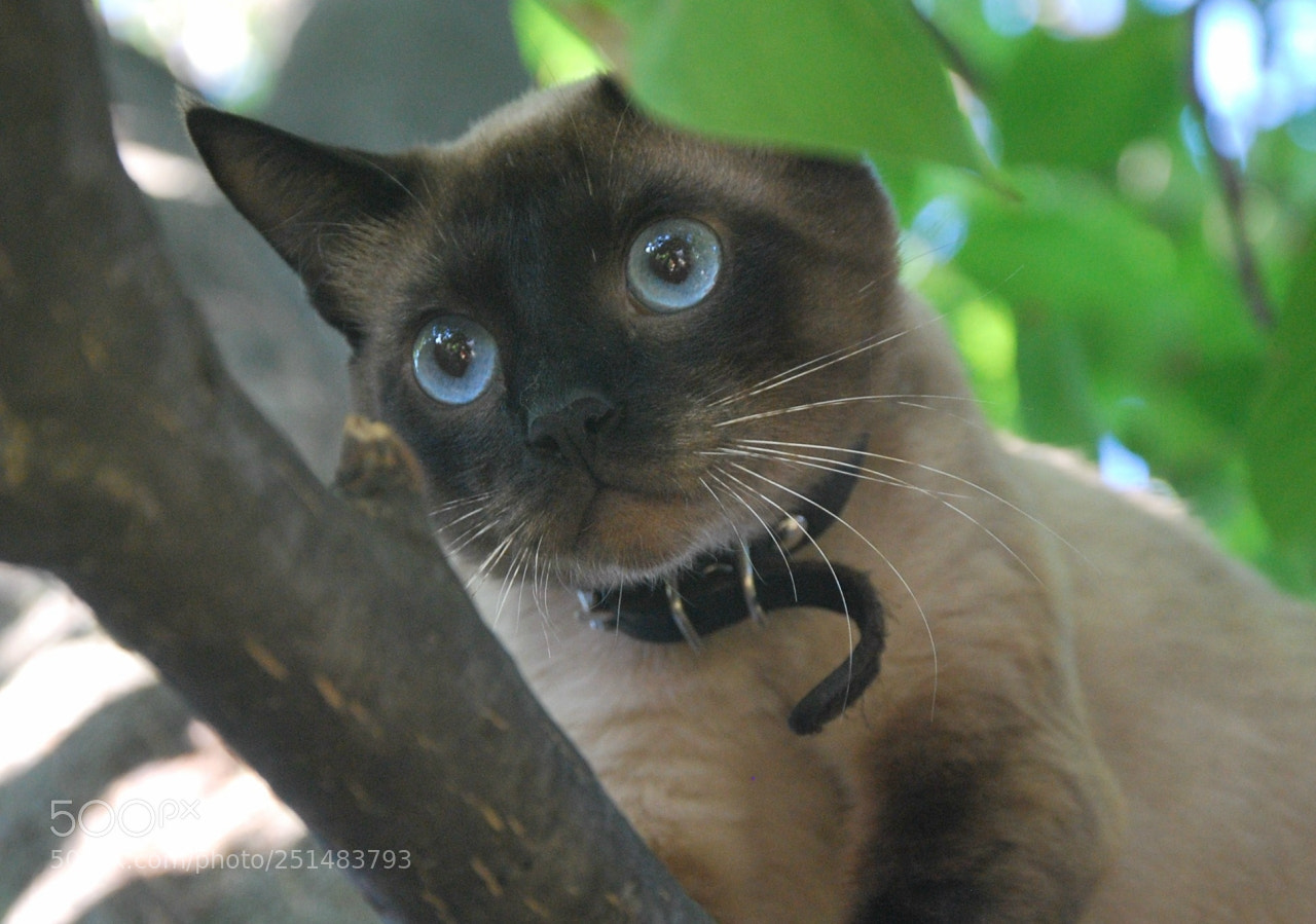 Nikon D60 sample photo. Aadfca orig photography