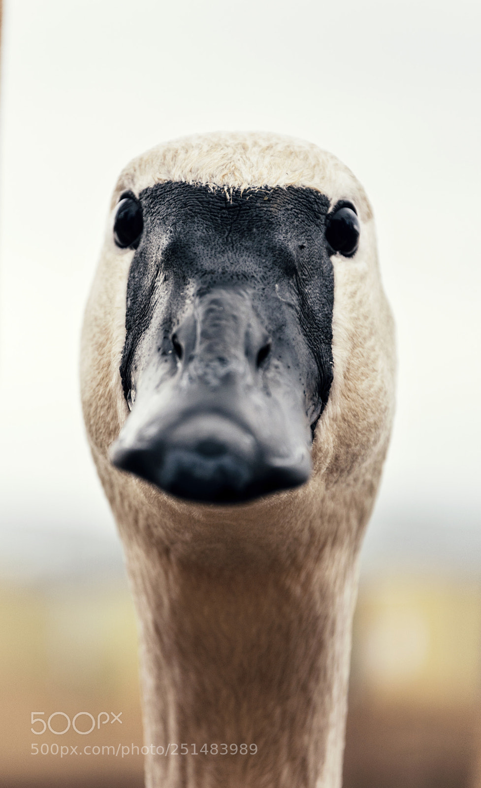 Nikon D5200 sample photo. Mr. goose photography